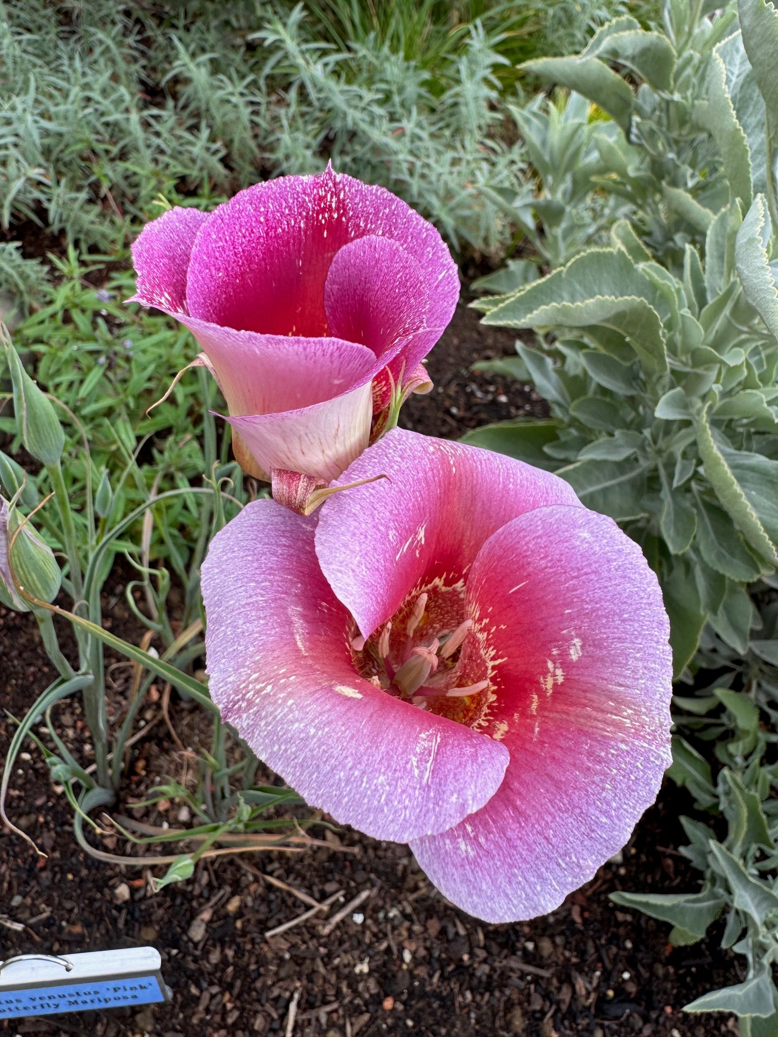Pink Butterfly Mariposa Lily | Calochortus Venustus 'Pink' Seeds