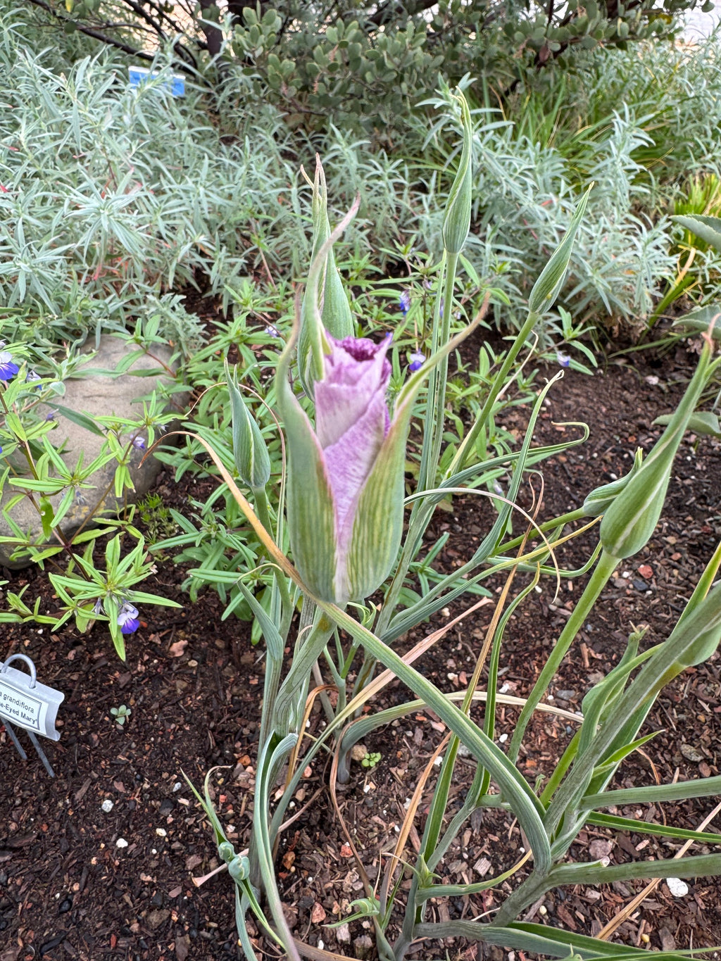 Pink Butterfly Mariposa Lily | Calochortus Venustus 'Pink'