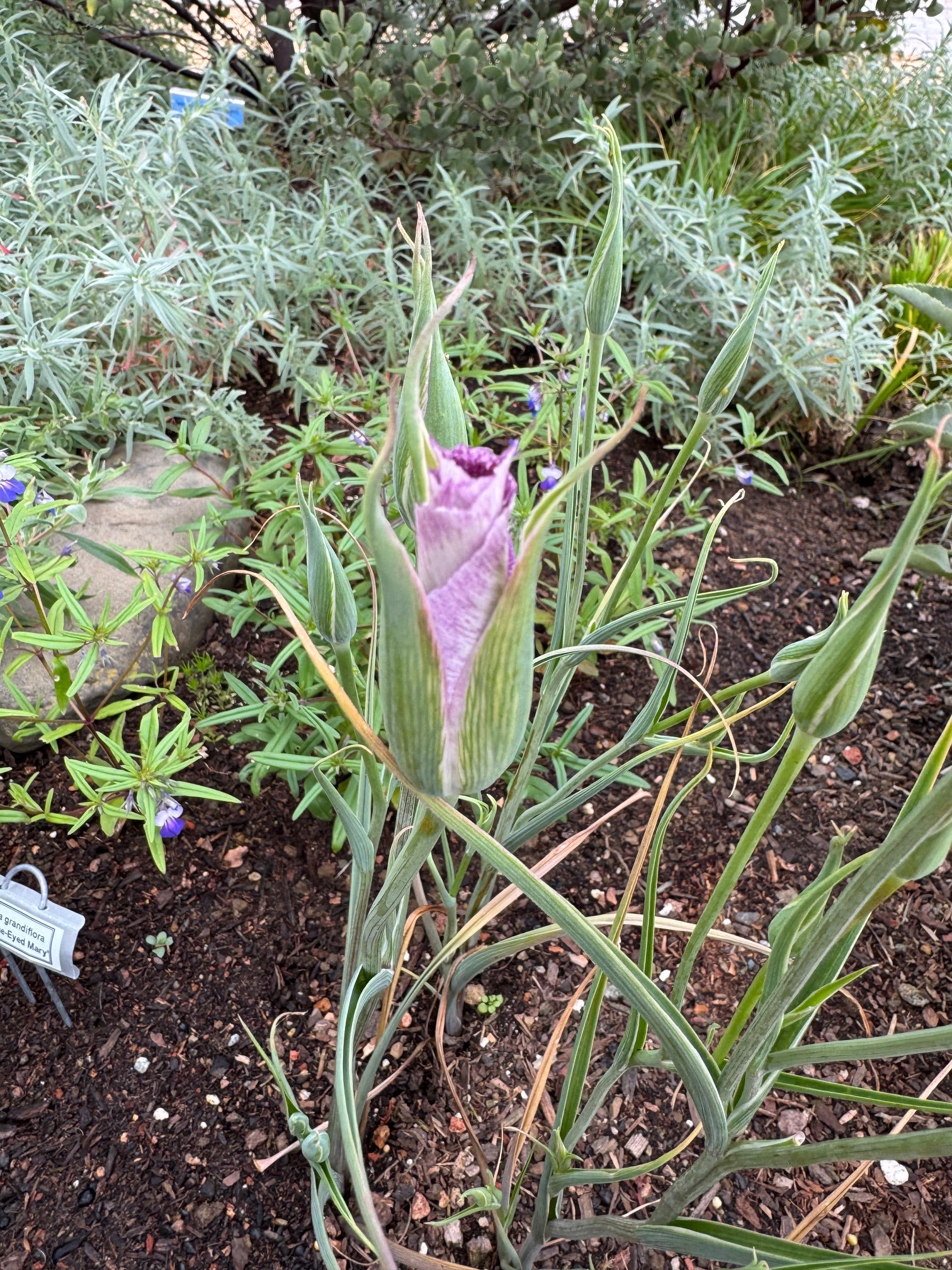 Pink Butterfly Mariposa Lily | Calochortus Venustus 'Pink' Seeds