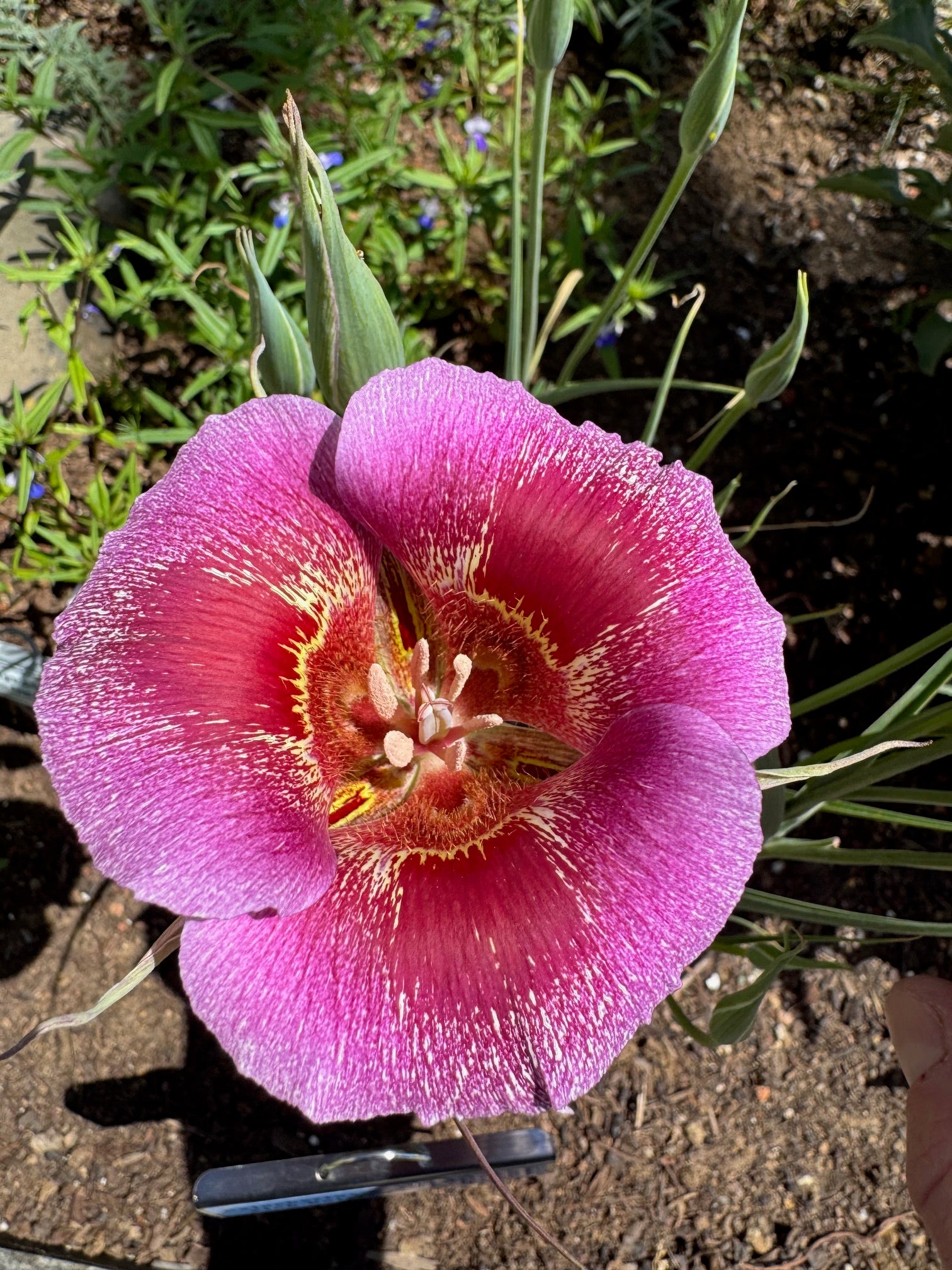 Pink Butterfly Mariposa Lily | Calochortus Venustus 'Pink' Seeds