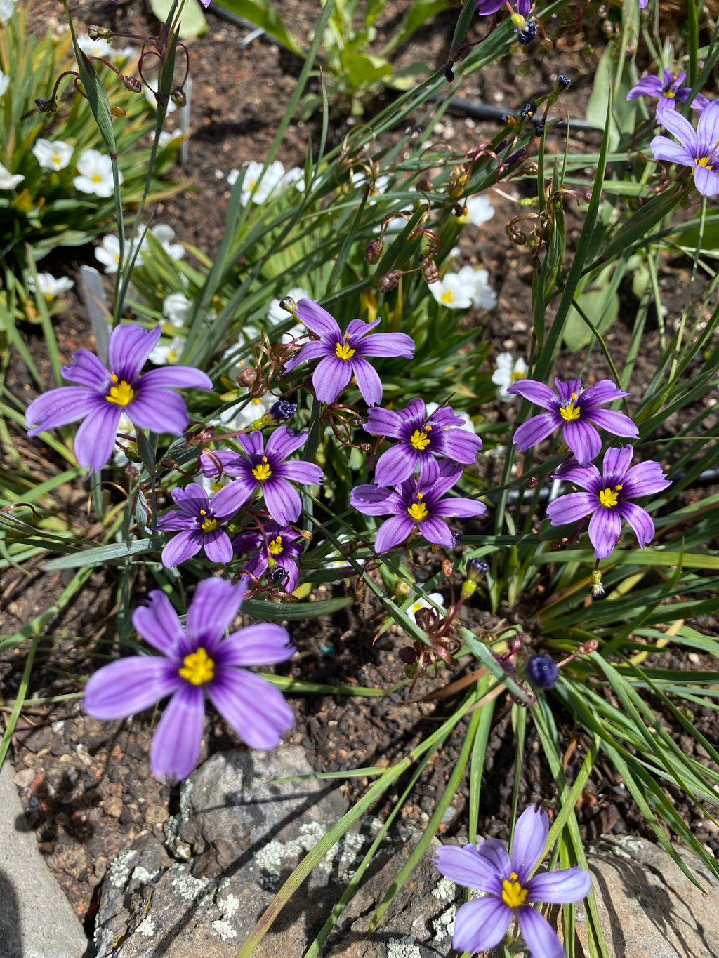 Blue Eyed Grass | Sisyrinchium bellum seeds