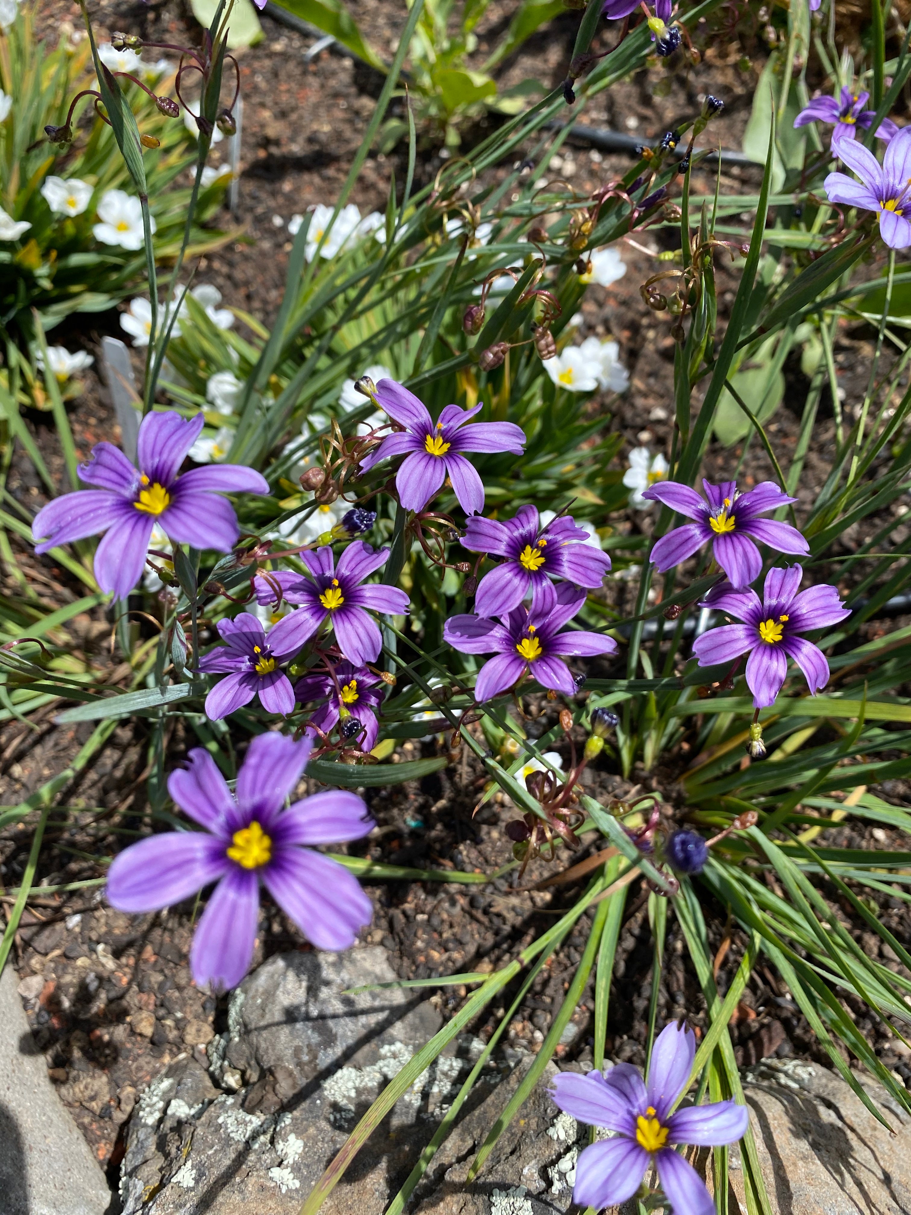 Blue Eyed Grass | Sisyrinchium bellum seeds