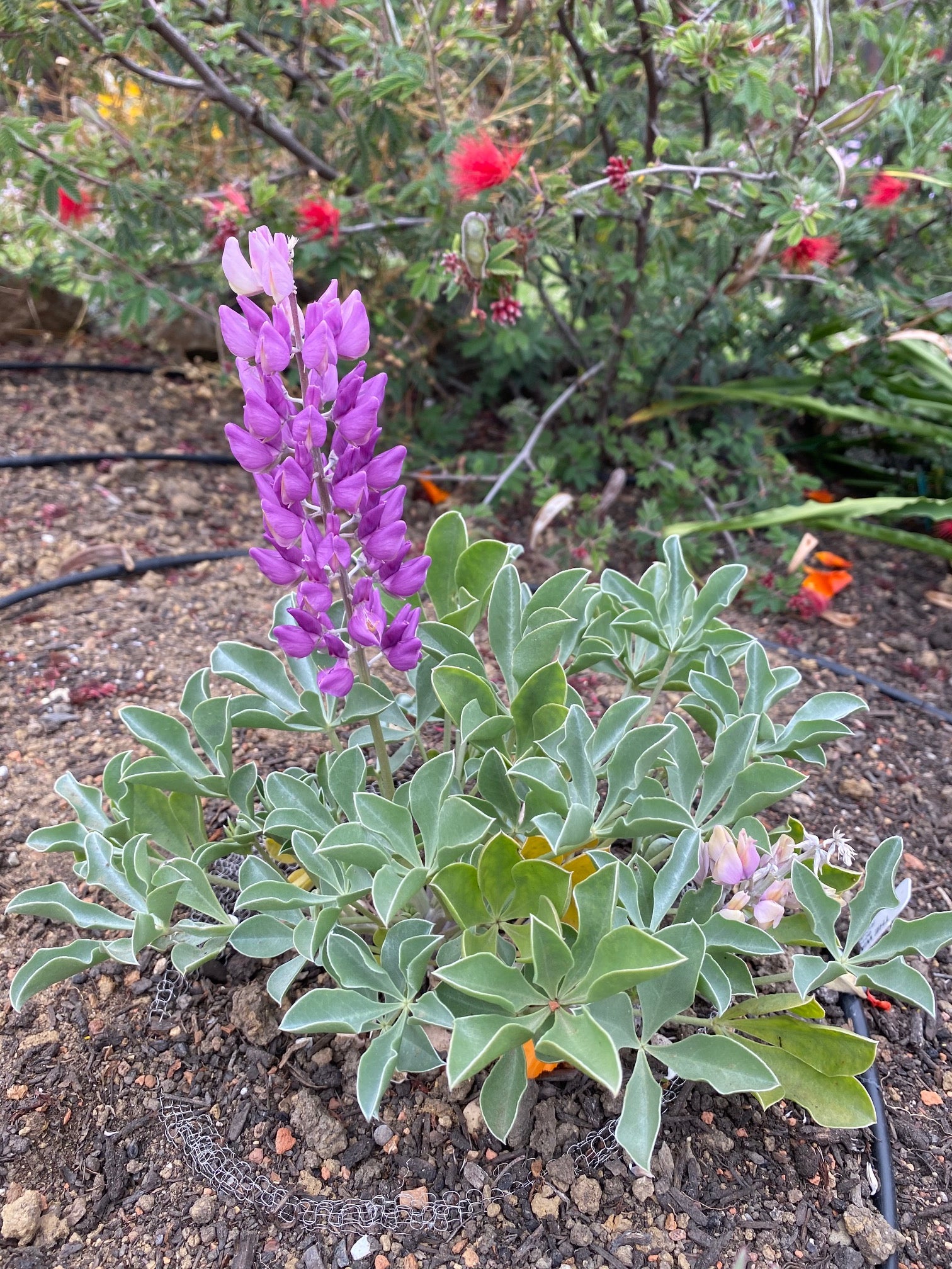 Cobb Mountain Lupine | Lupinus sericatus