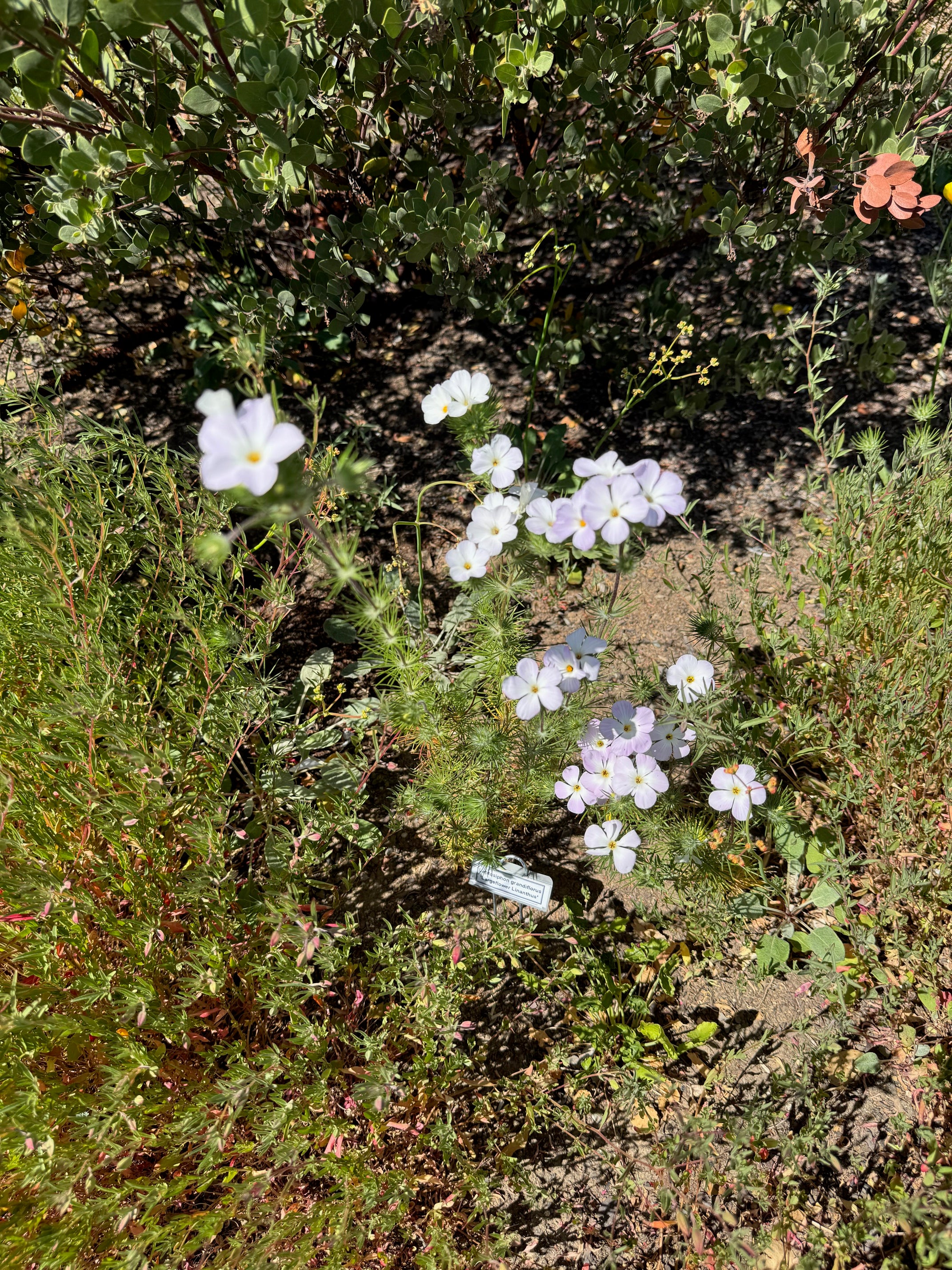 Largeflower Linanthus | Leptosiphon grandiflorus seeds