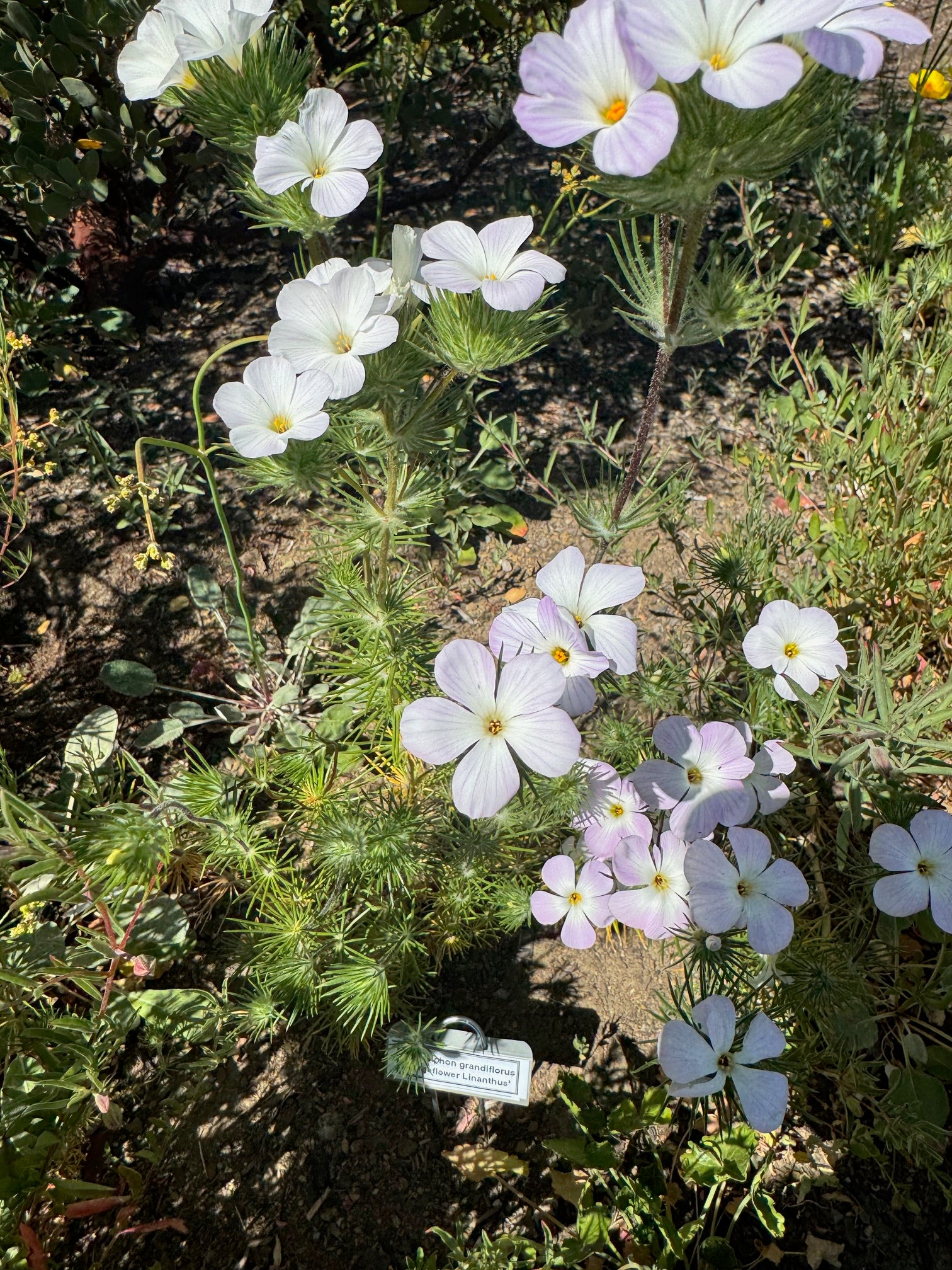 Largeflower Linanthus | Leptosiphon grandiflorus seeds