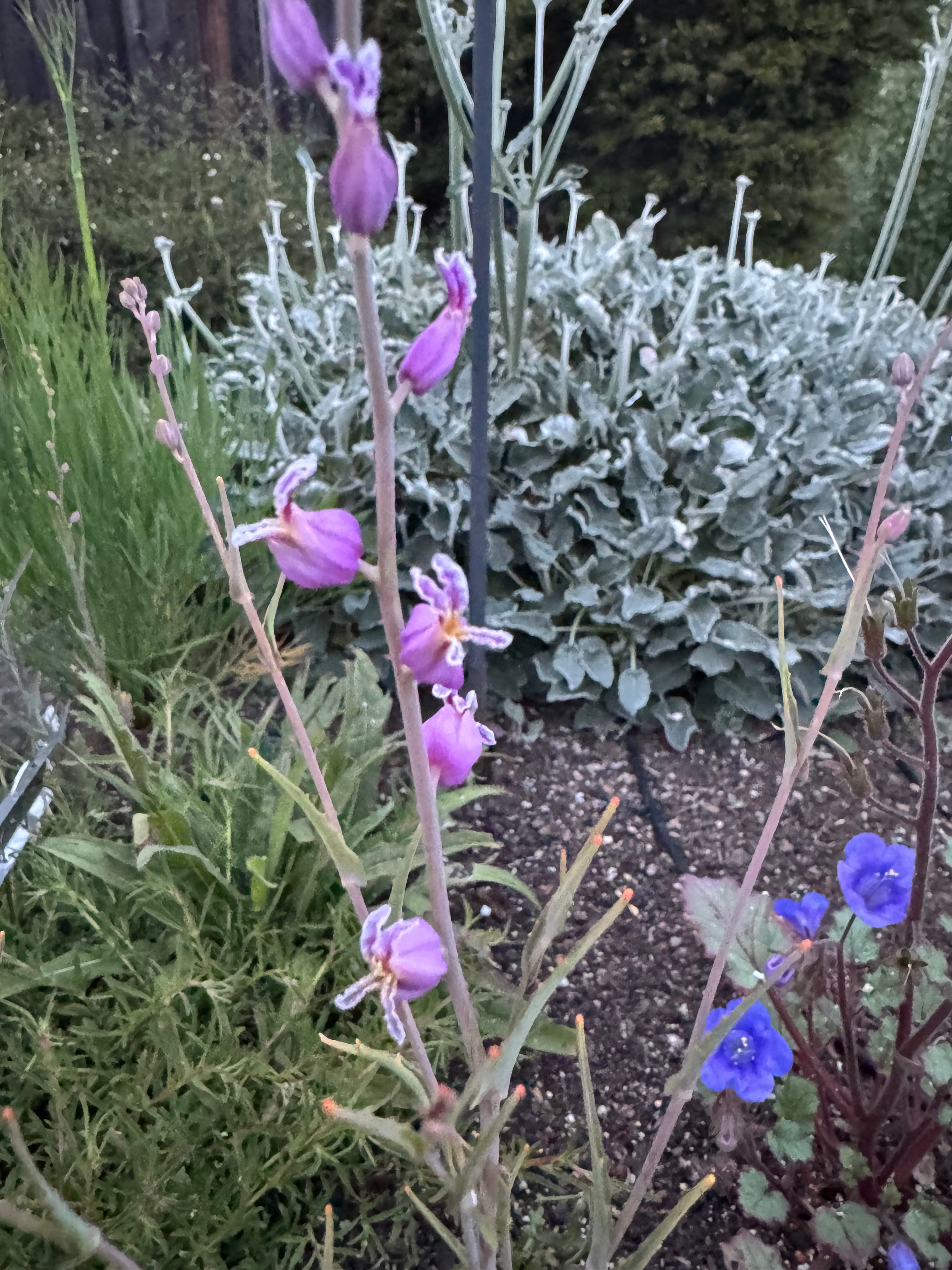 Most Beautiful Jewelflower | Streptanthus glandulosus ssp. glandulosus