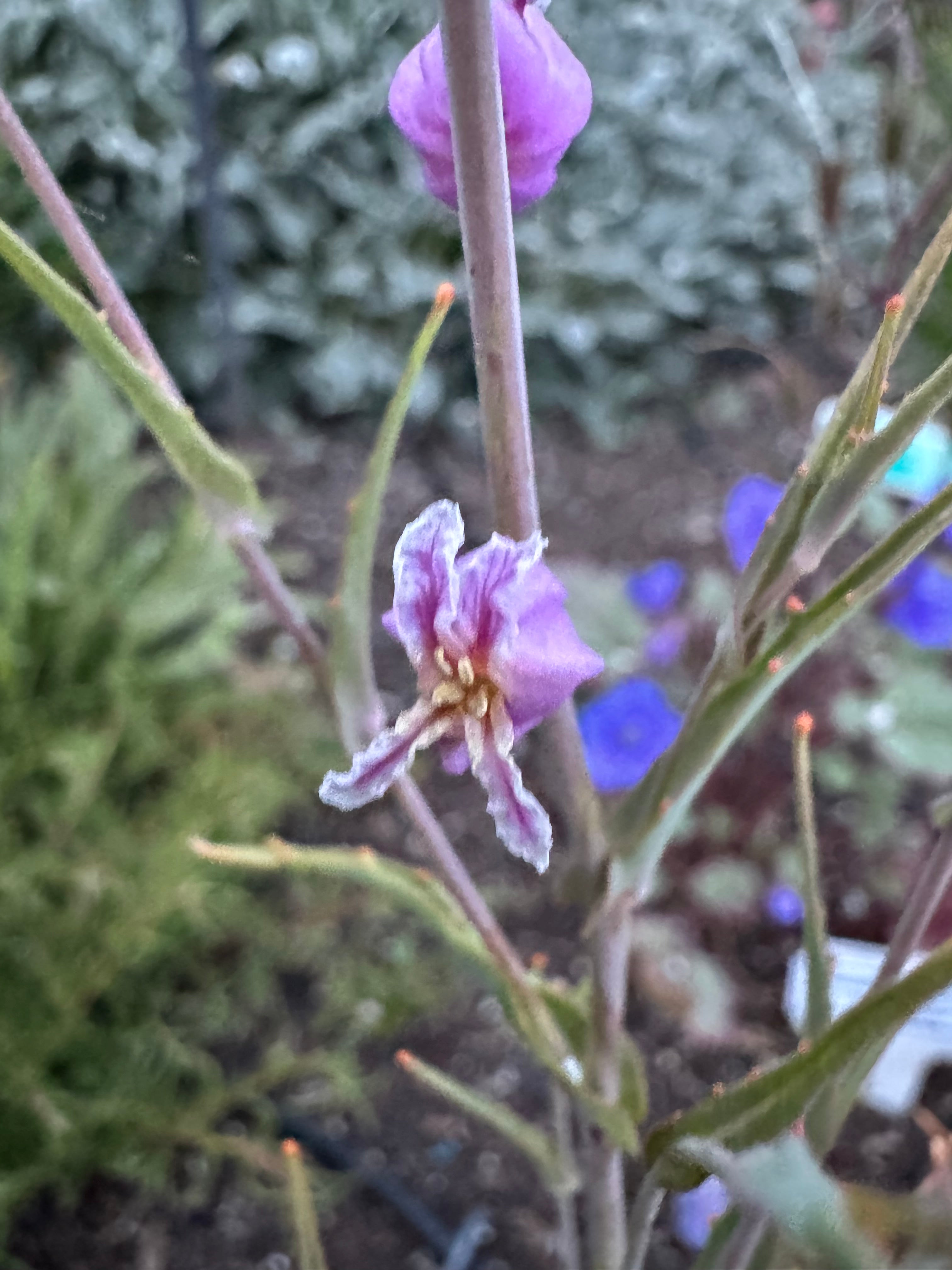 Most Beautiful Jewelflower | Streptanthus glandulosus ssp. glandulosus