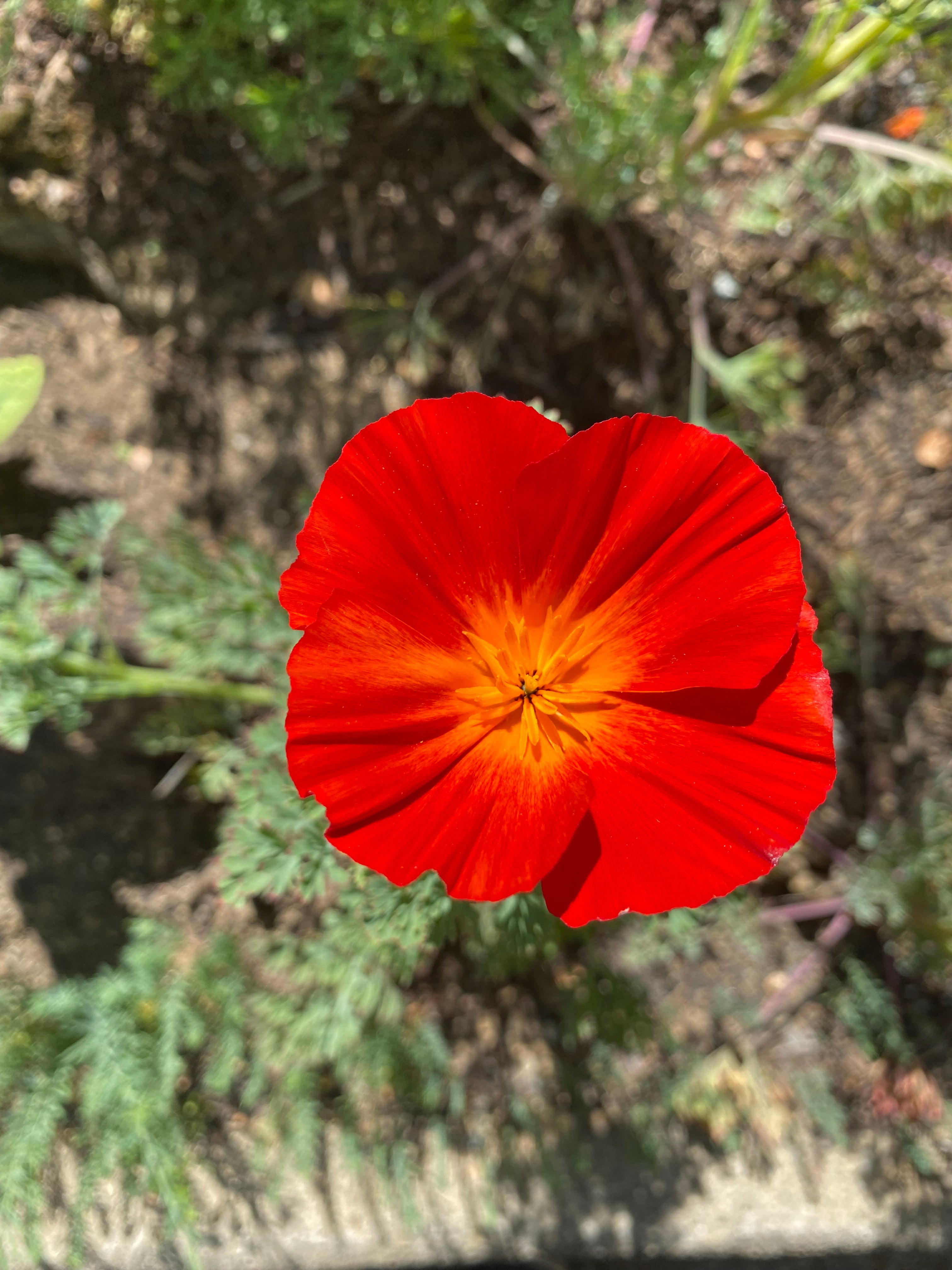 California Poppy "Red Chief" | Eschscholzia californica Seeds
