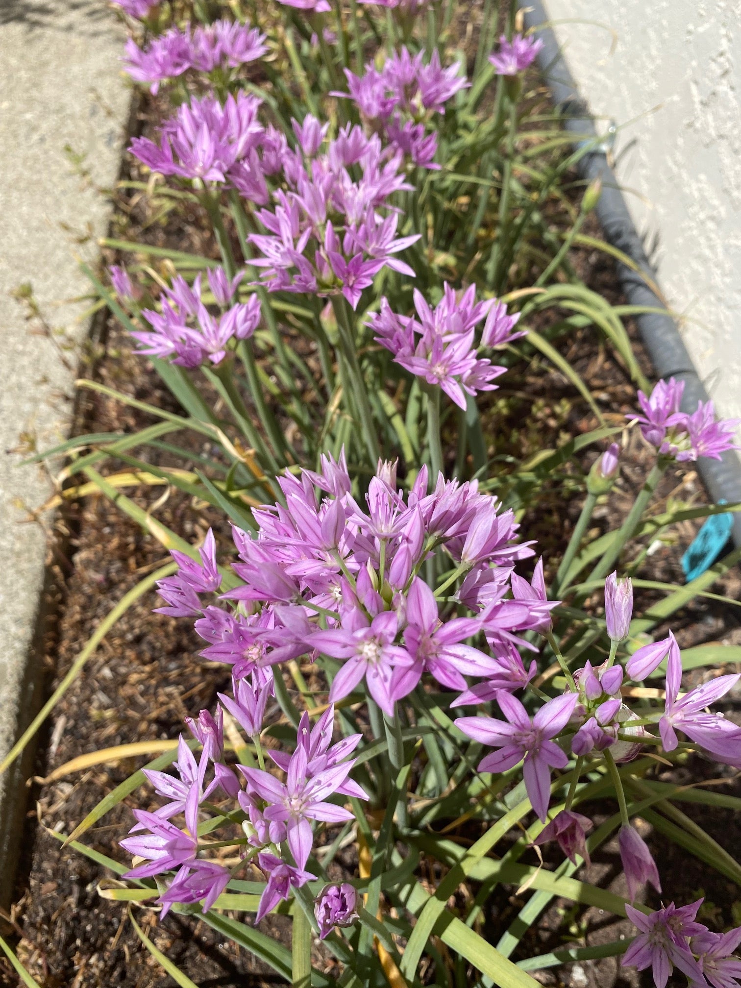 One Leaf Onion | Allium unifolium seeds