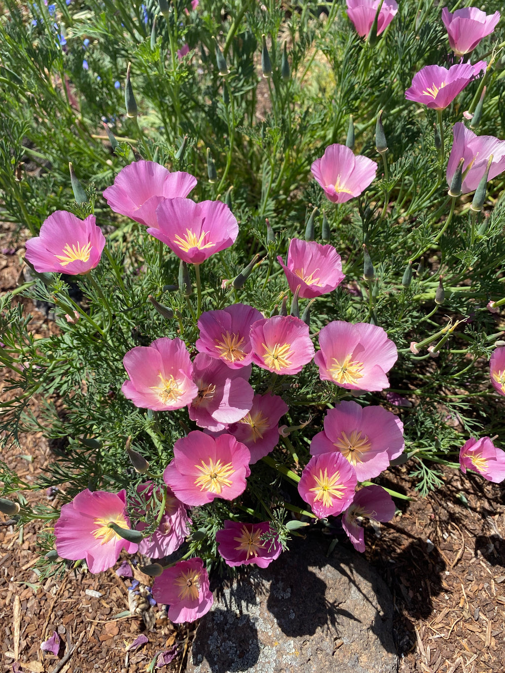 California Poppy "Purple Gleam" | Eschscholzia californica Seeds