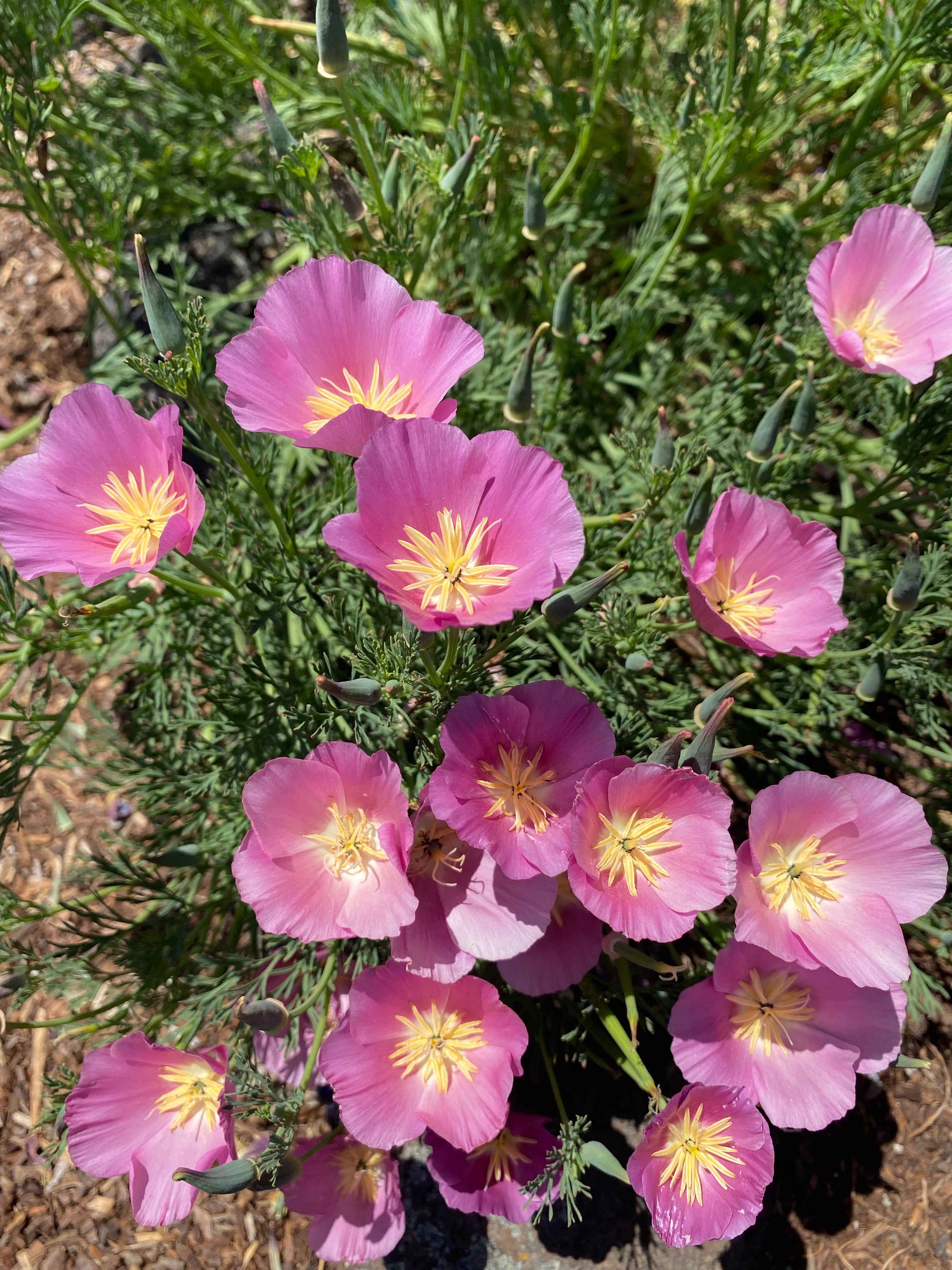 California Poppy "Purple Gleam" | Eschscholzia californica Seeds