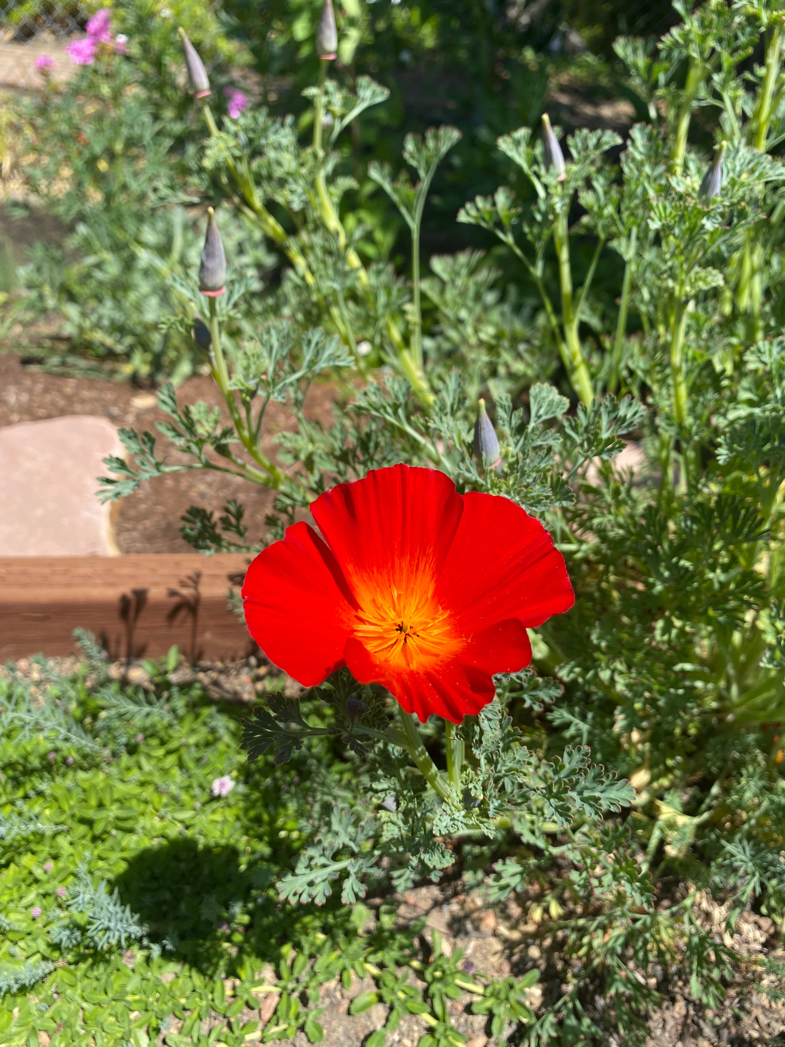 California Poppy "Red Chief" | Eschscholzia californica Seeds