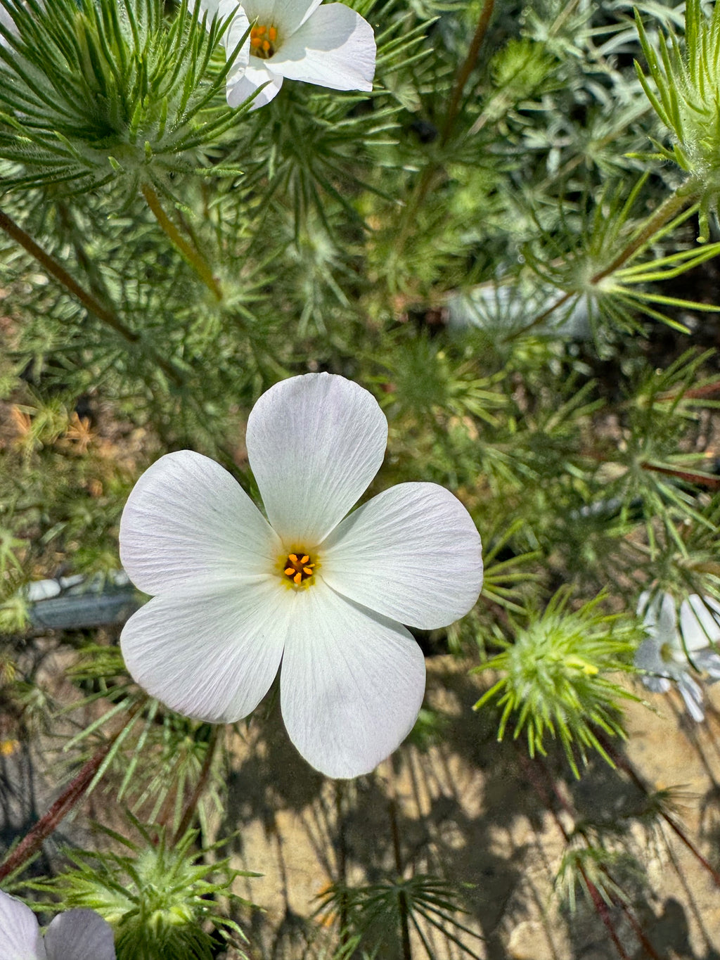 Largeflower Linanthus | Leptosiphon grandiflorus seeds