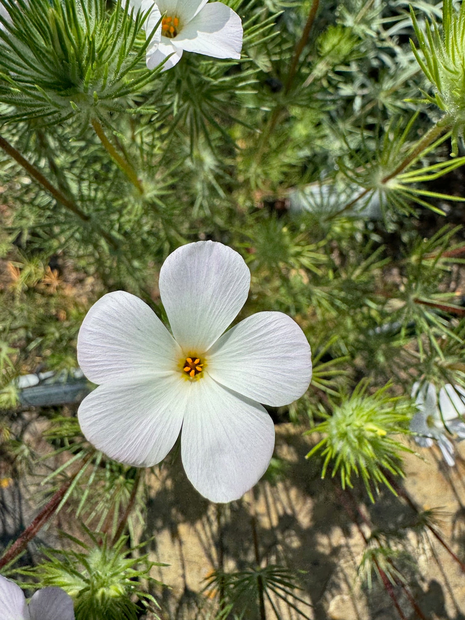 Largeflower Linanthus | Leptosiphon grandiflorus seeds