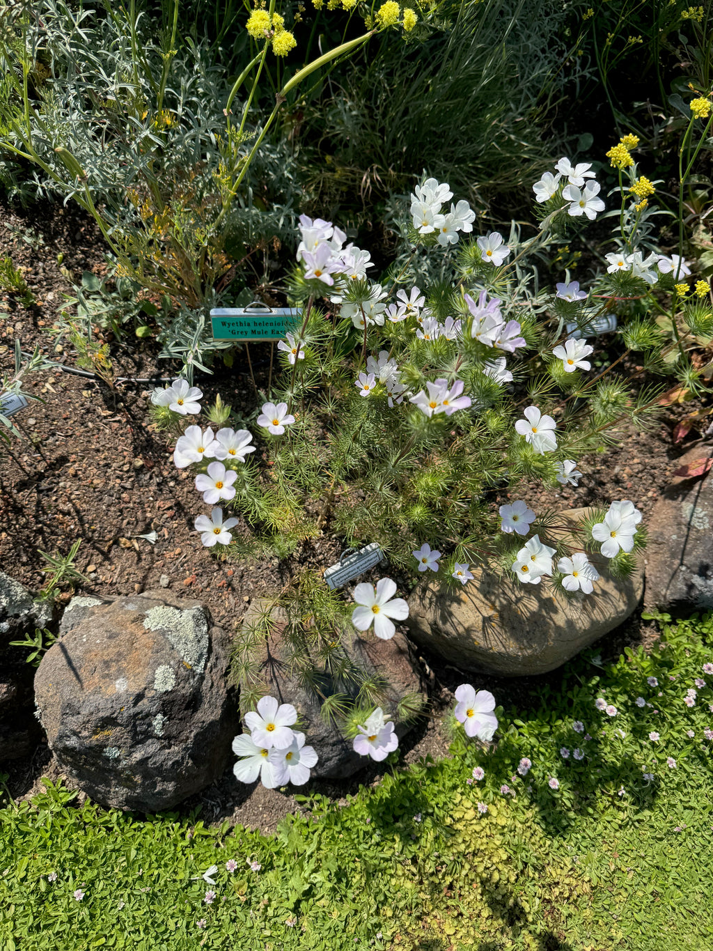 Largeflower Linanthus | Leptosiphon grandiflorus seeds