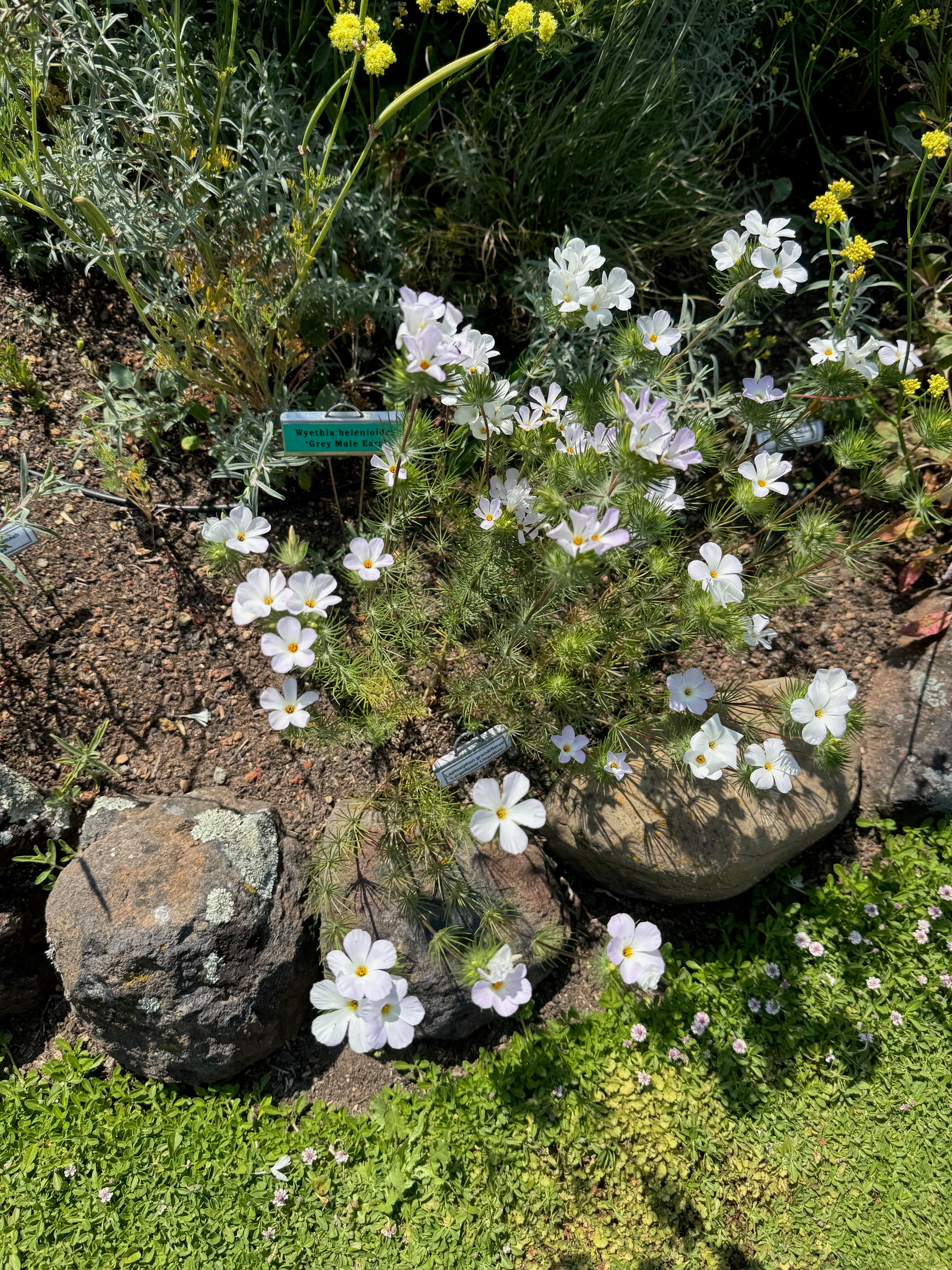 Largeflower Linanthus | Leptosiphon grandiflorus seeds