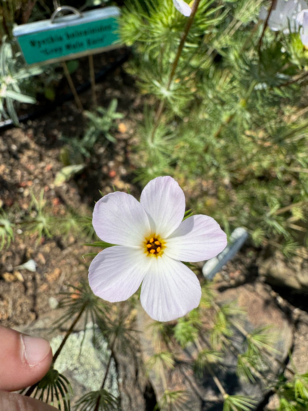 Largeflower Linanthus | Leptosiphon grandiflorus seeds