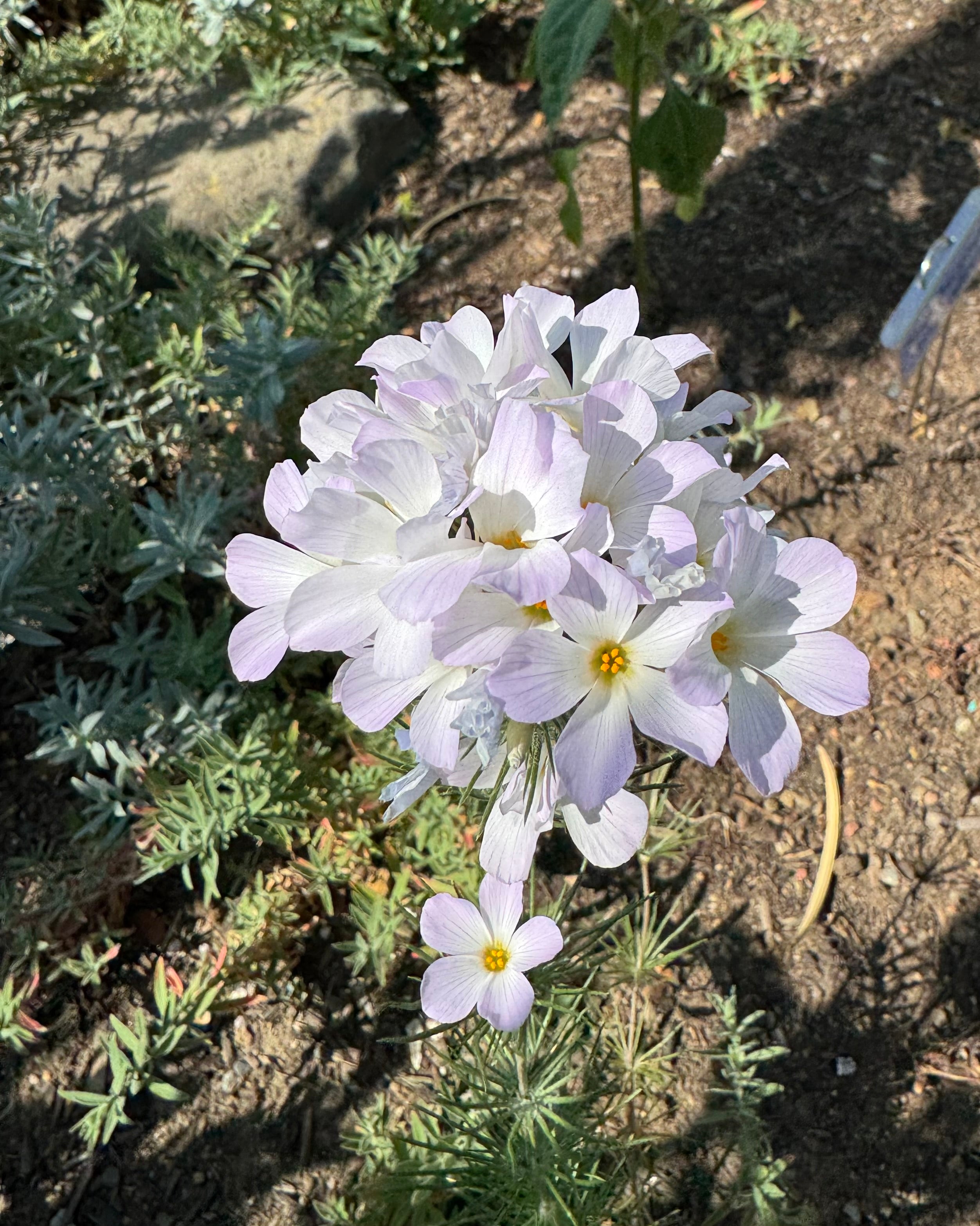 Largeflower Linanthus | Leptosiphon grandiflorus seeds