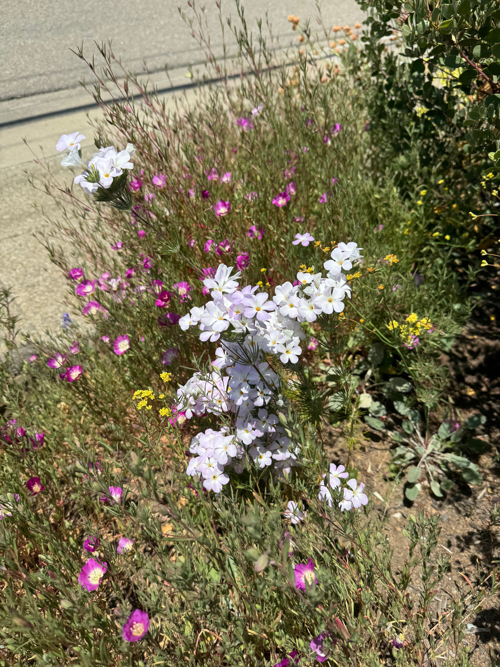 Largeflower Linanthus | Leptosiphon grandiflorus seeds