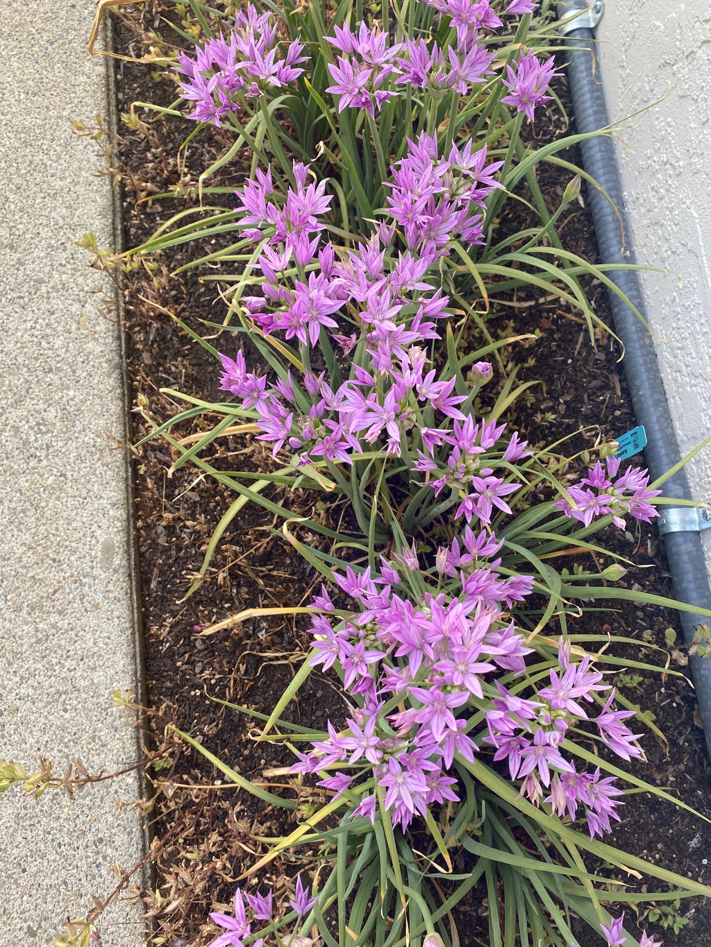 One Leaf Onion | Allium unifolium seeds