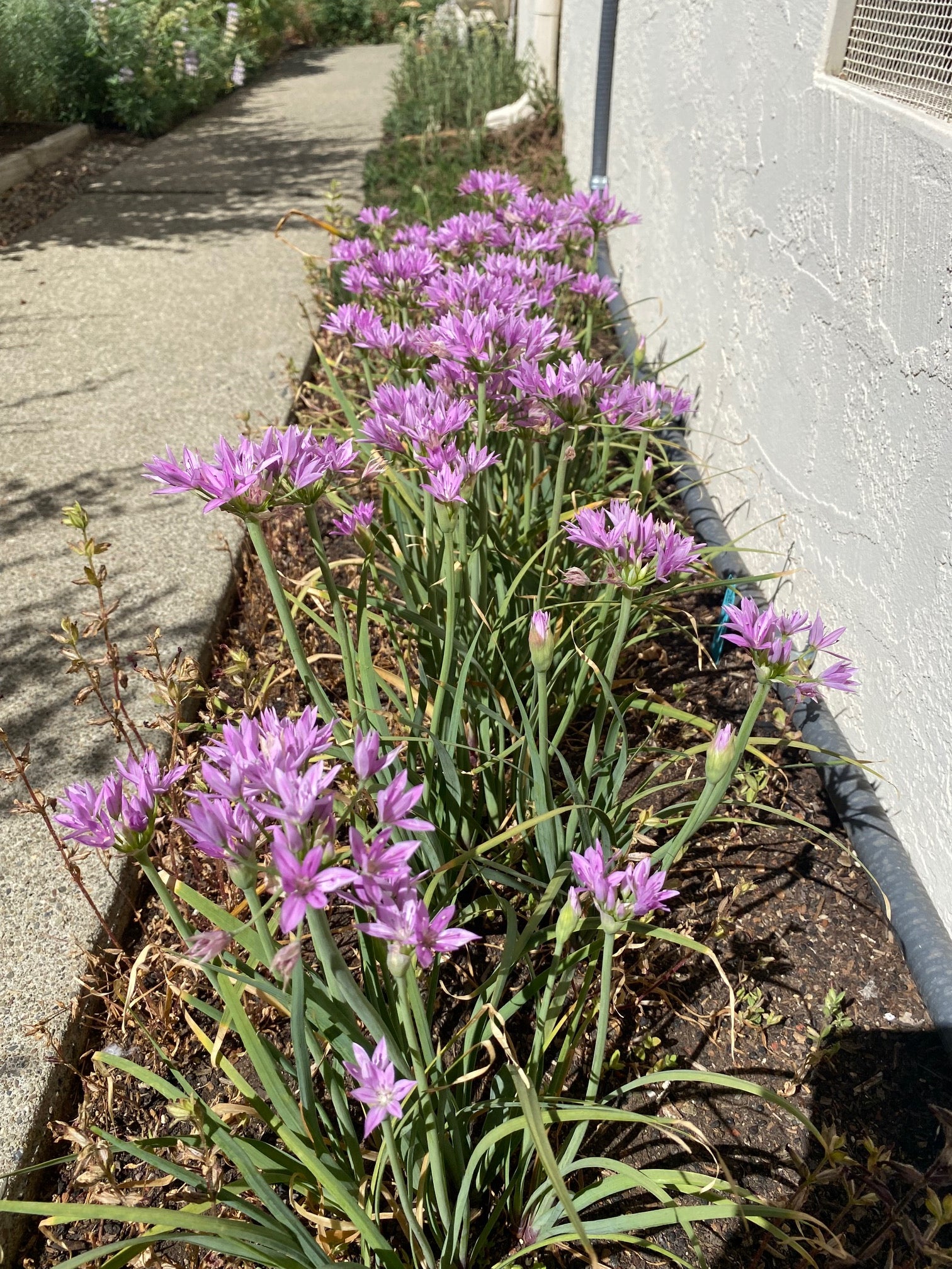 One Leaf Onion | Allium unifolium seeds