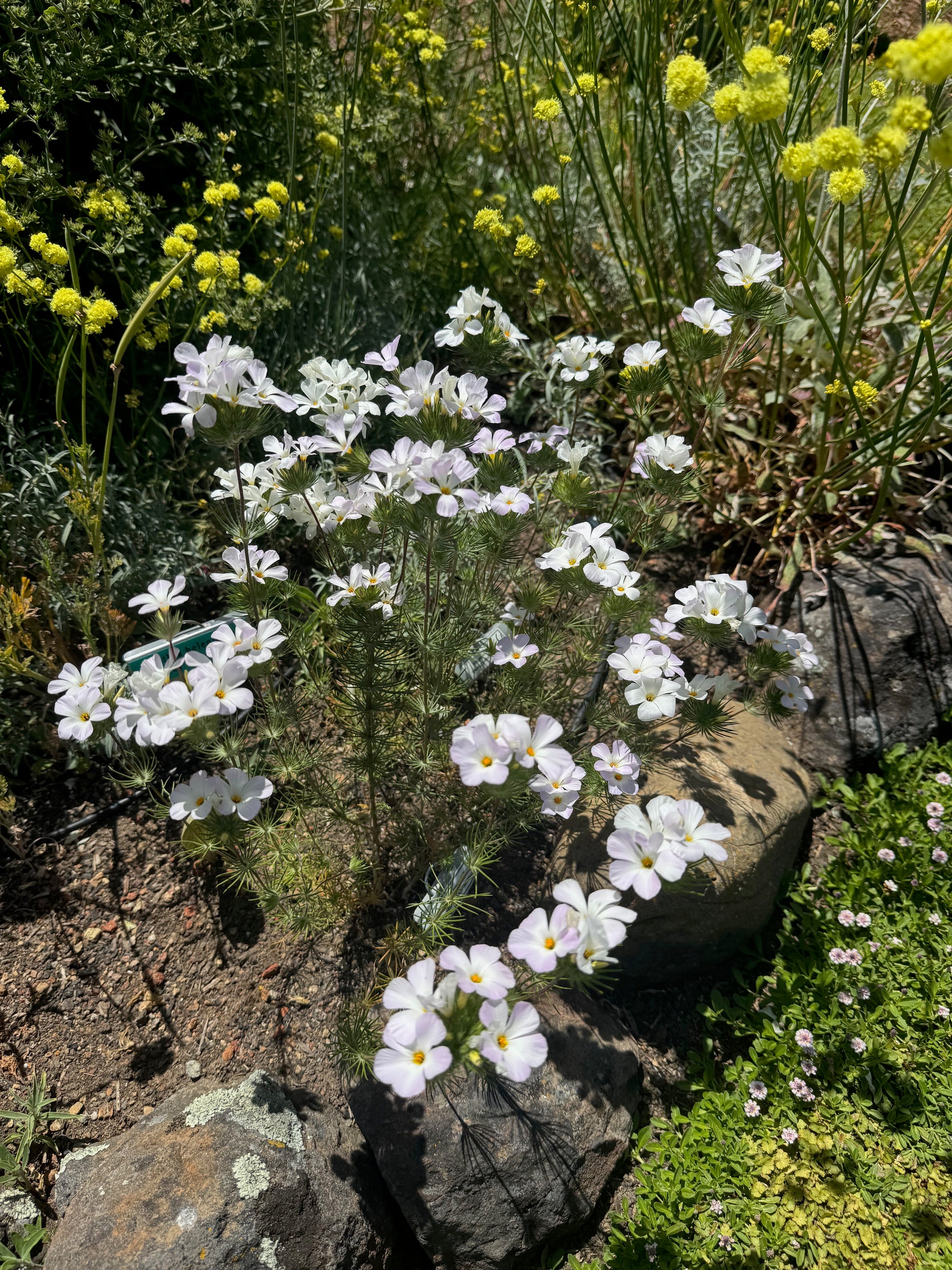 Largeflower Linanthus | Leptosiphon grandiflorus seeds