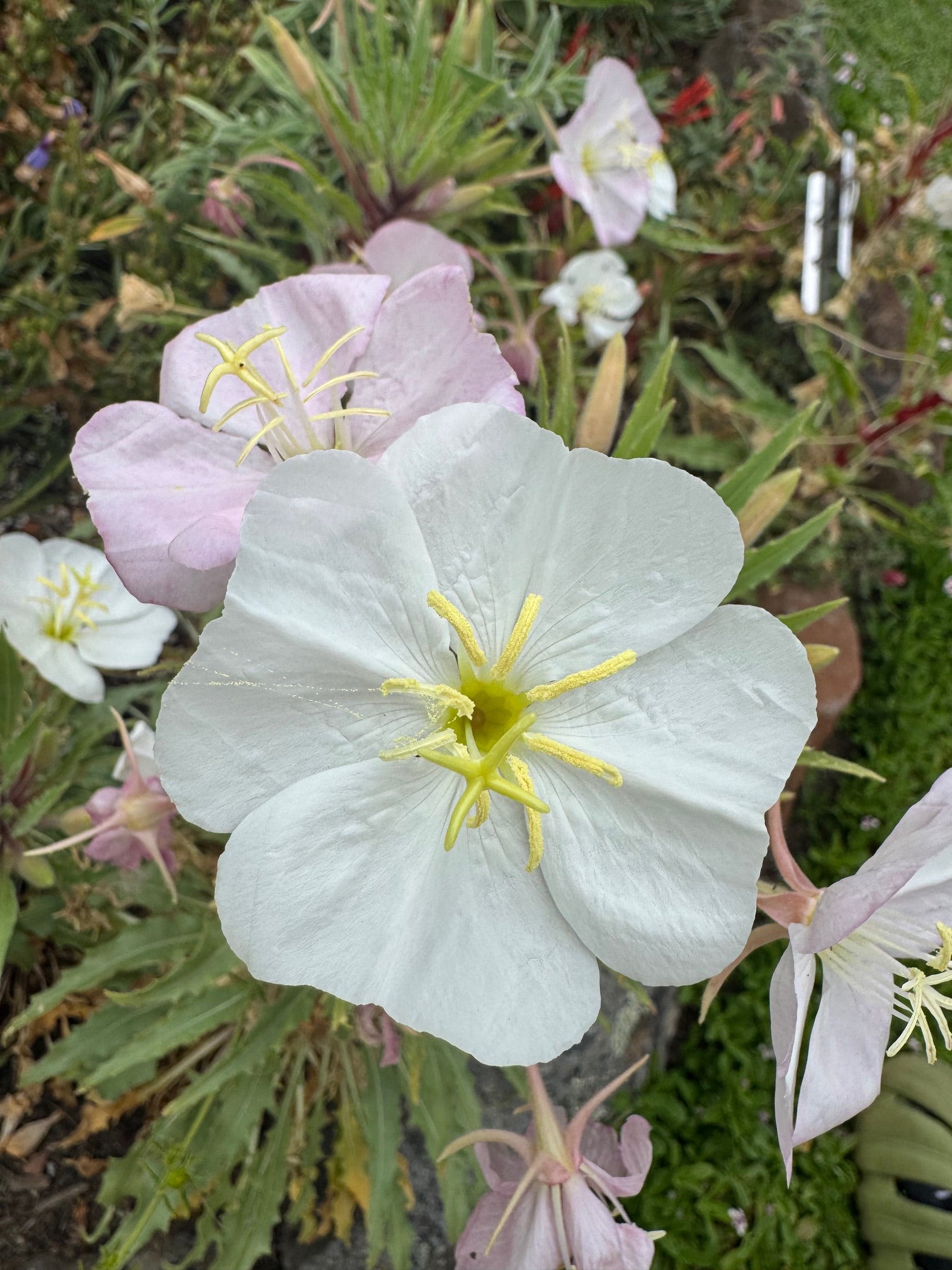 Fragrant Evening Primrose | Oenothera cespitosa seeds