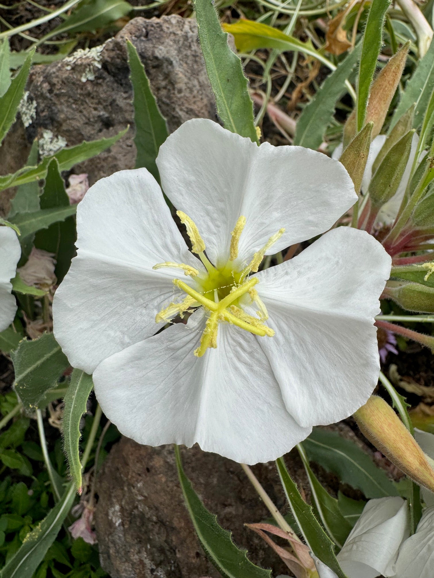 Fragrant Evening Primrose | Oenothera cespitosa seeds