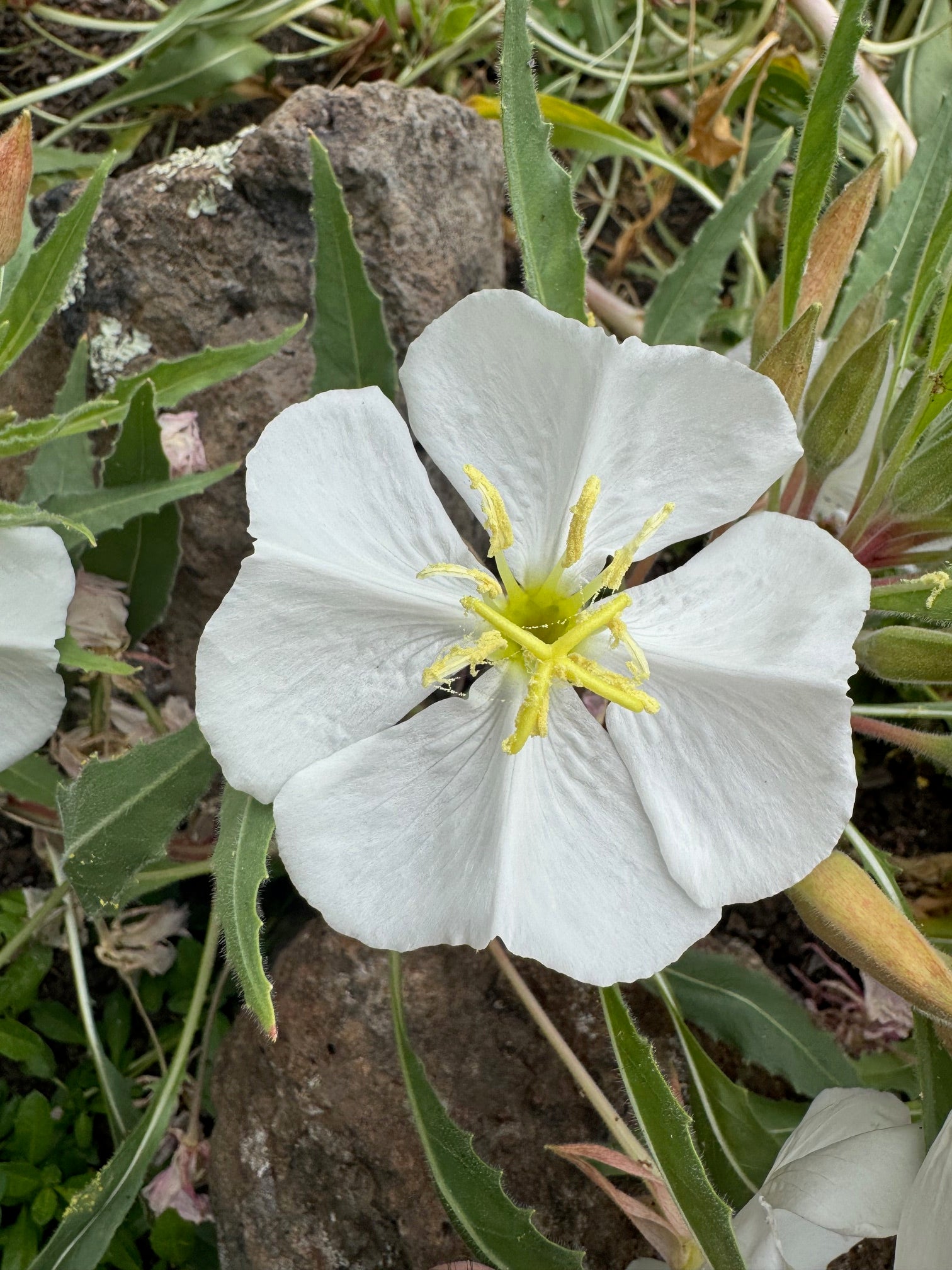 Fragrant Evening Primrose | Oenothera cespitosa seeds