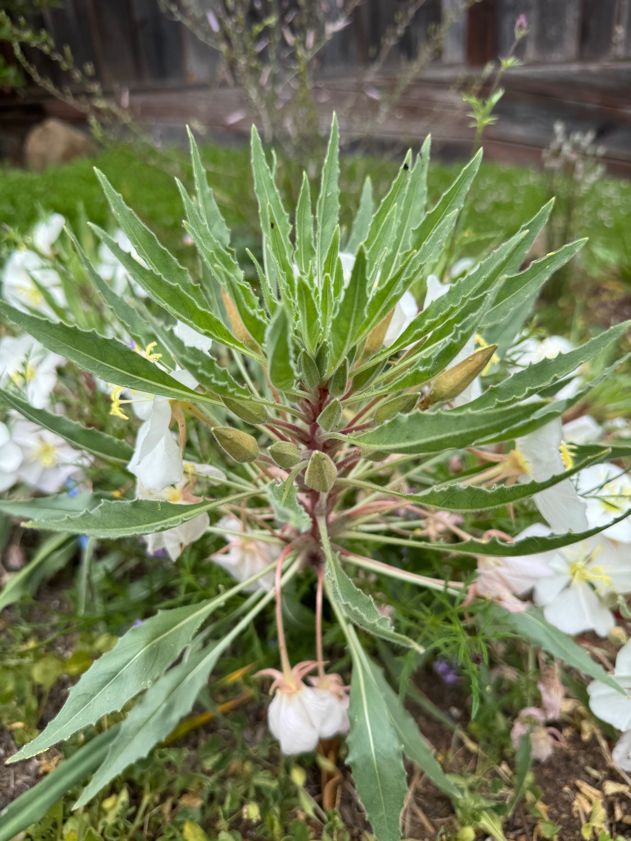 Fragrant Evening Primrose | Oenothera cespitosa seeds