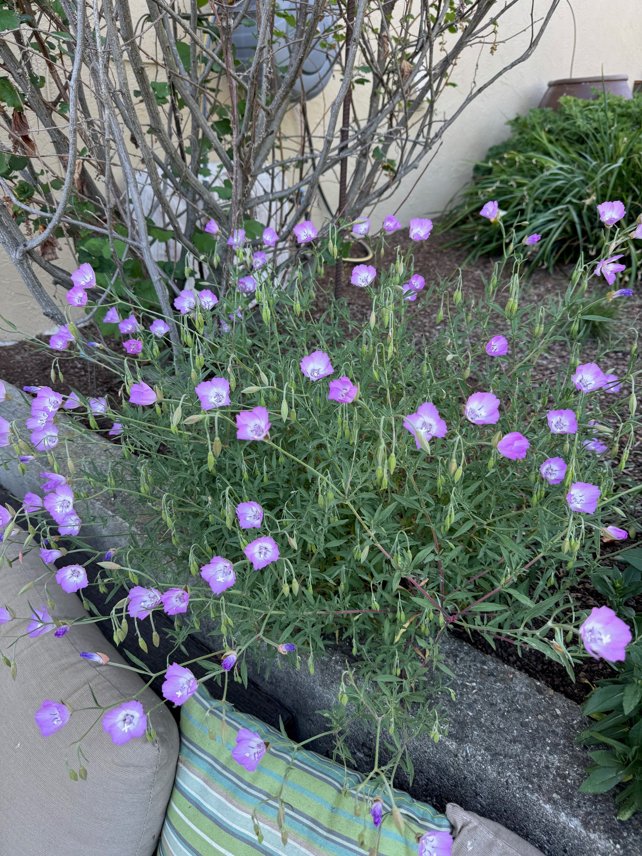 Punch Bowl Godetia | Clarkia bottae