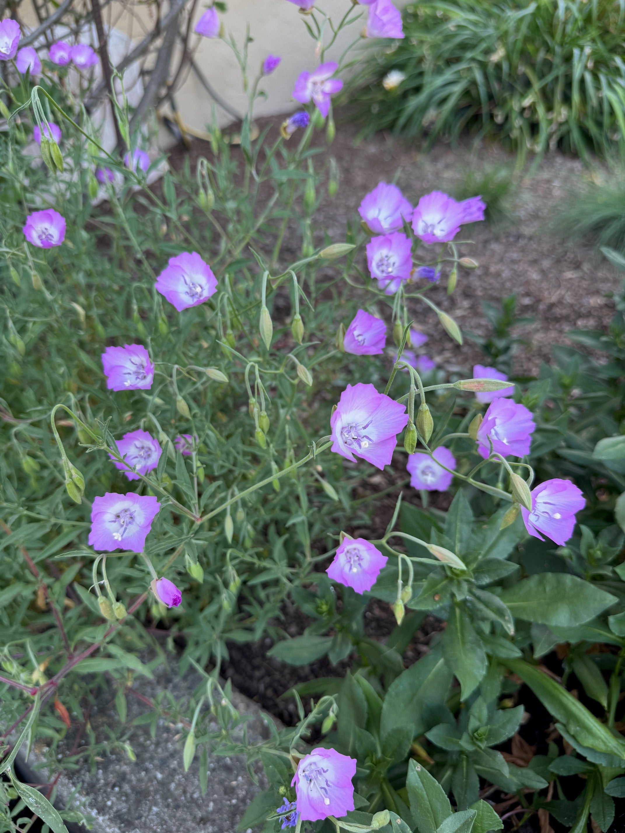 Punch Bowl Godetia | Clarkia bottae
