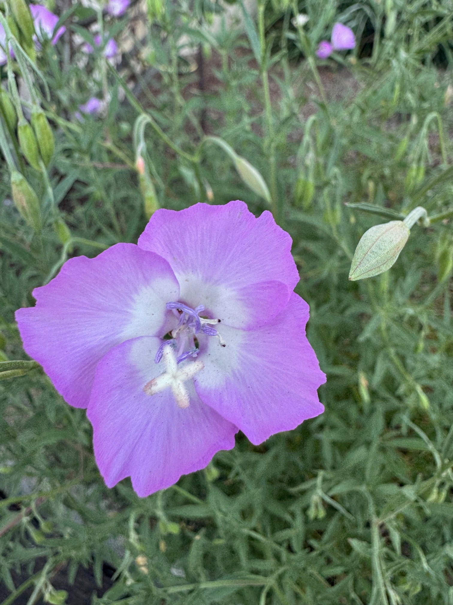 Punch Bowl Godetia | Clarkia bottae