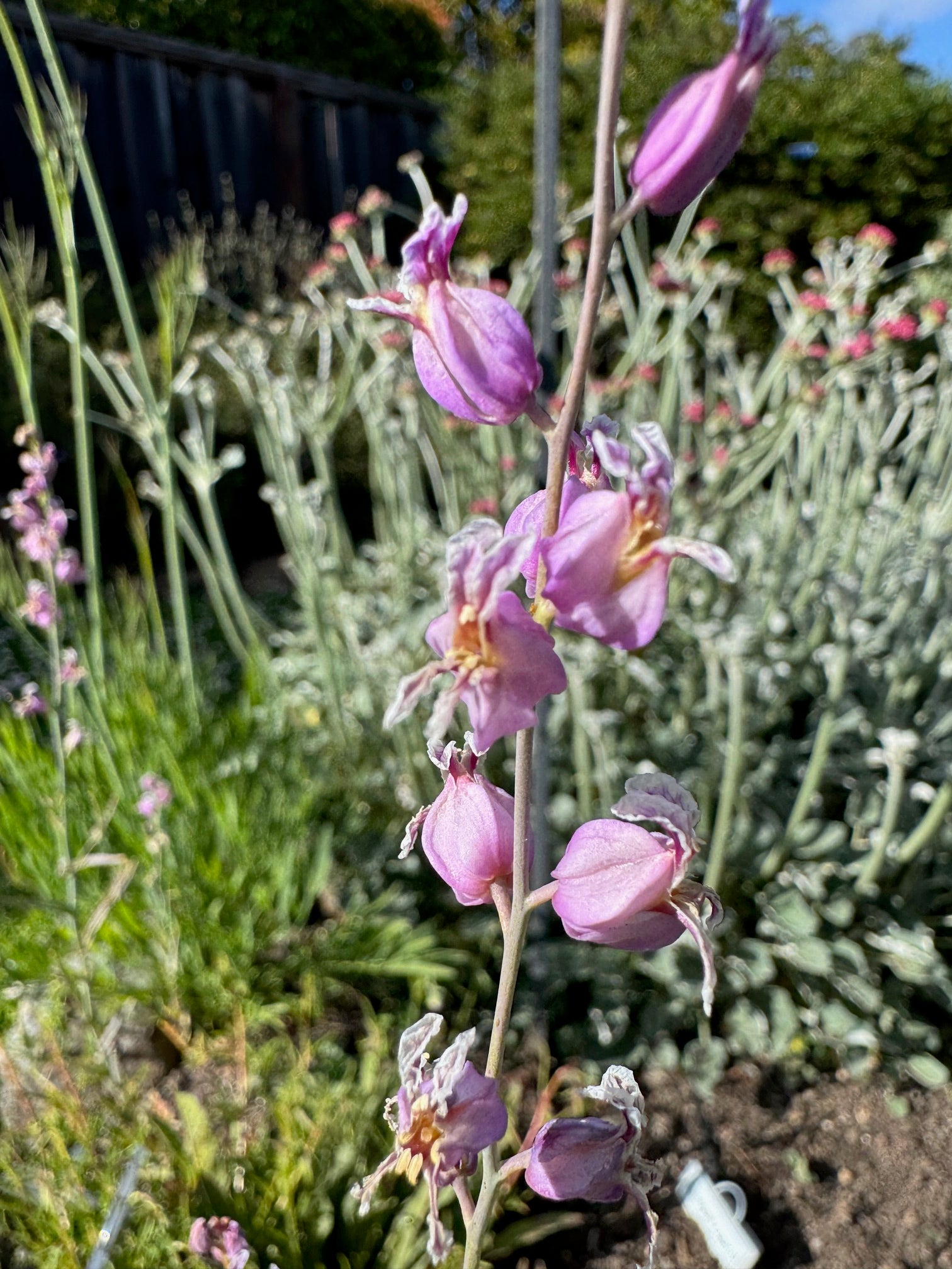 Most Beautiful Jewelflower | Streptanthus glandulosus ssp. glandulosus