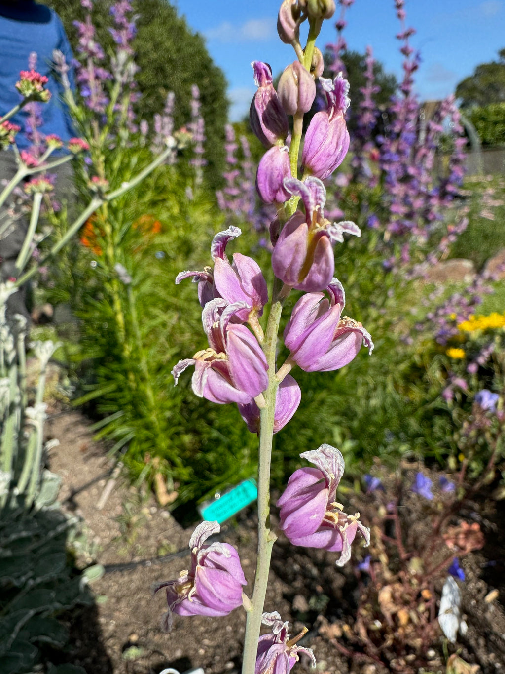 Most Beautiful Jewelflower | Streptanthus glandulosus ssp. glandulosus