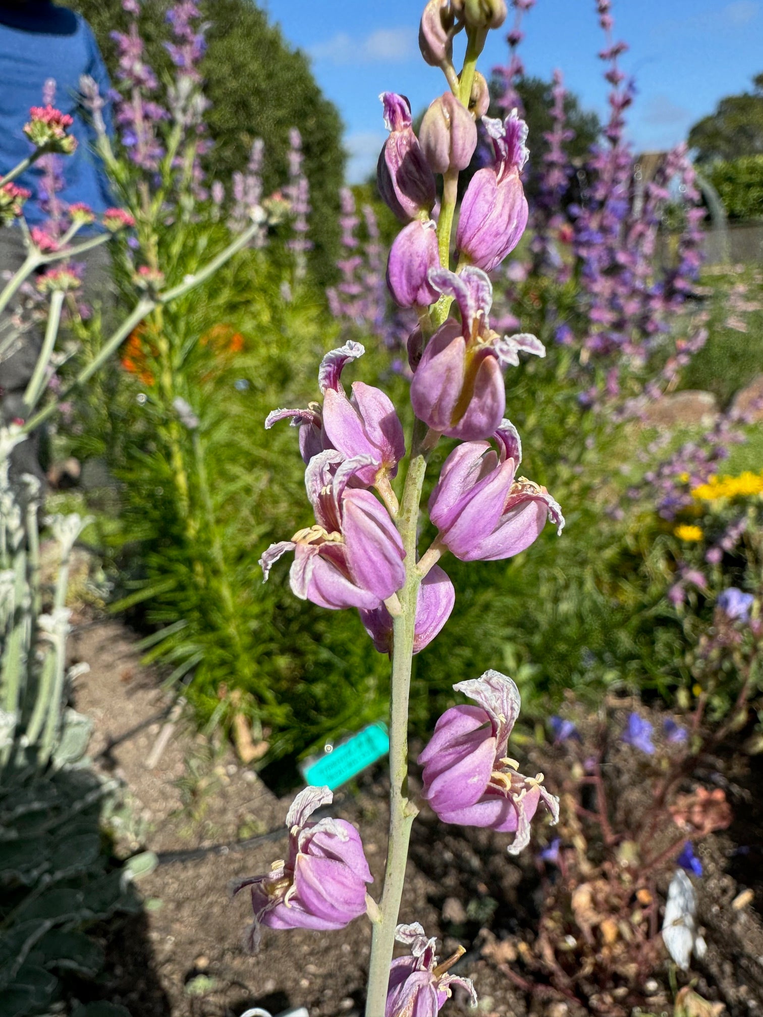 Most Beautiful Jewelflower | Streptanthus glandulosus ssp. glandulosus
