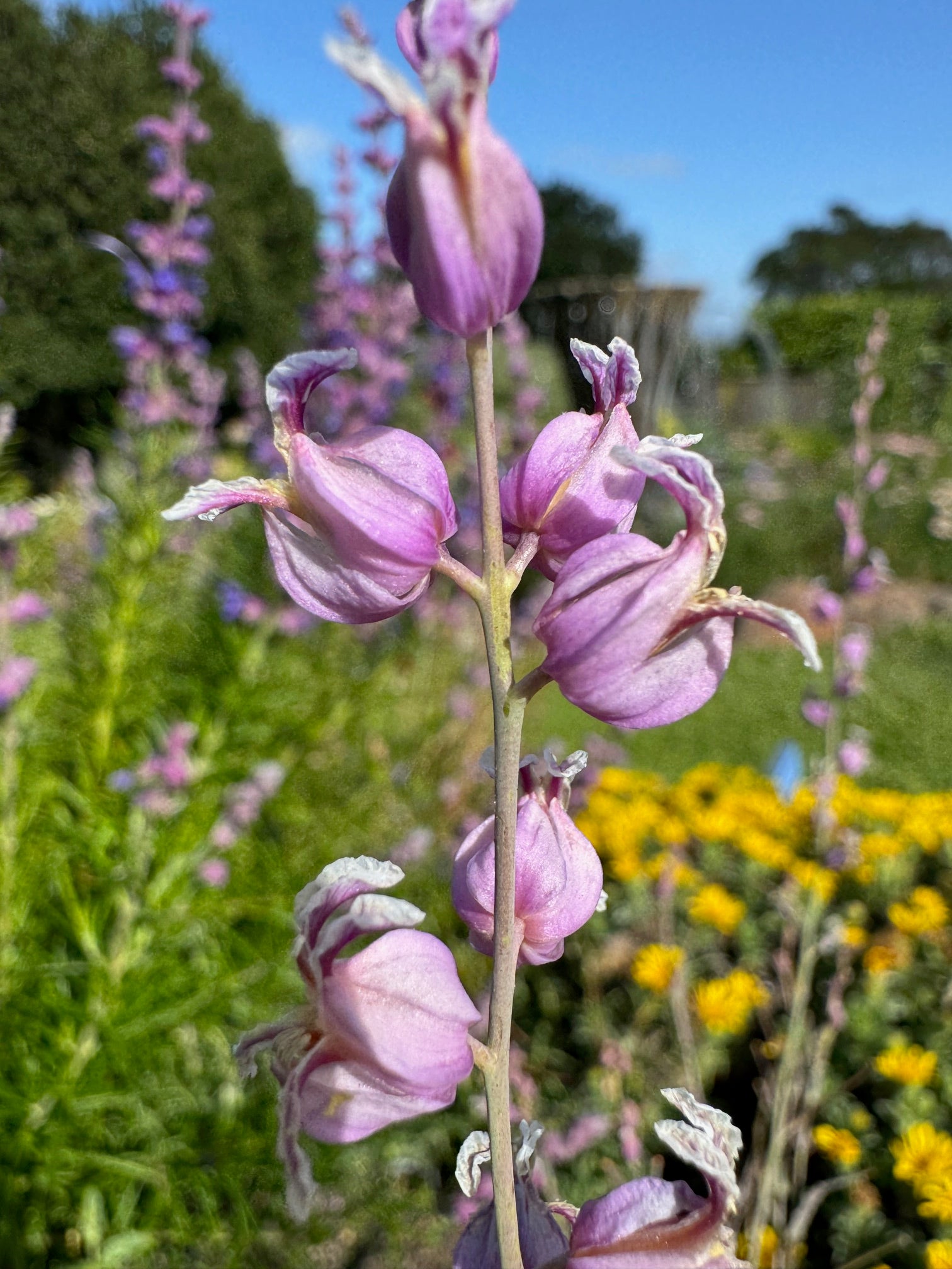 Most Beautiful Jewelflower | Streptanthus glandulosus ssp. glandulosus