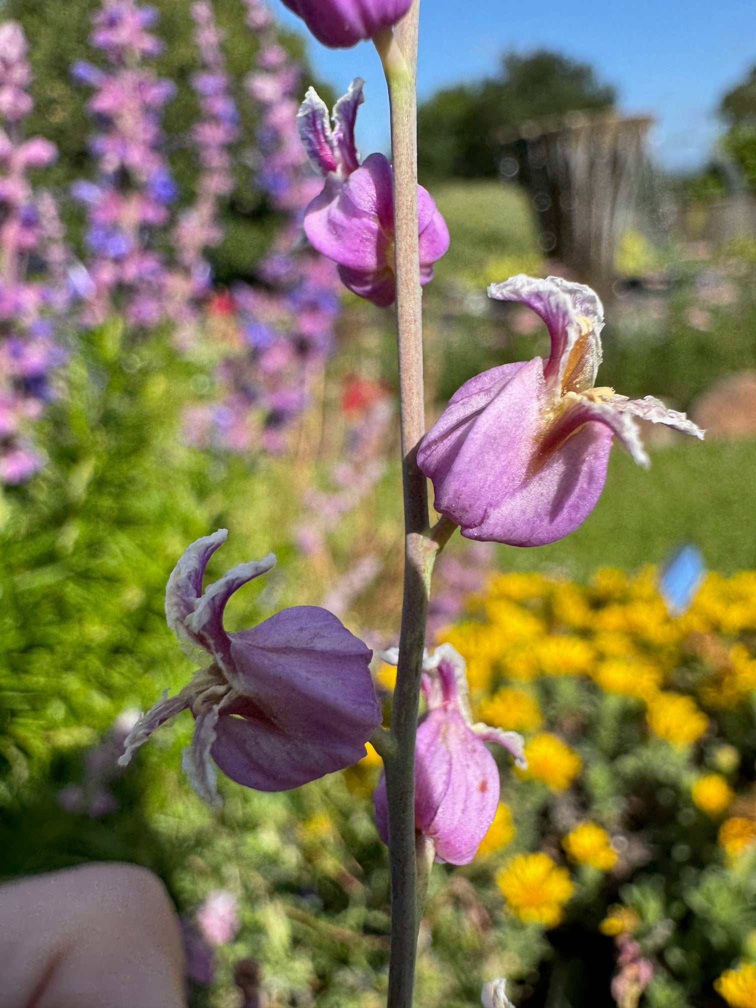 Most Beautiful Jewelflower | Streptanthus glandulosus ssp. glandulosus