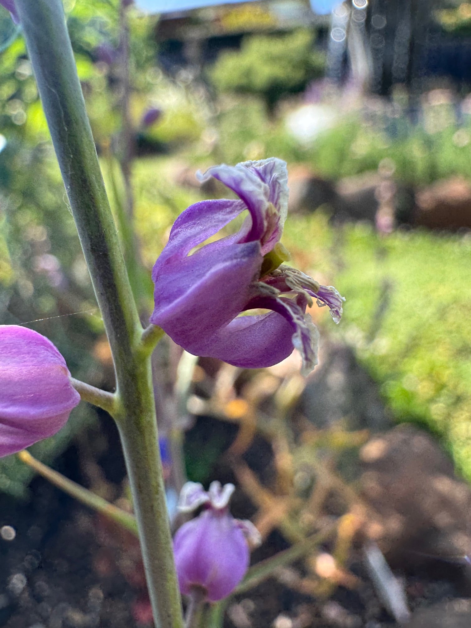 Most Beautiful Jewelflower | Streptanthus glandulosus ssp. glandulosus