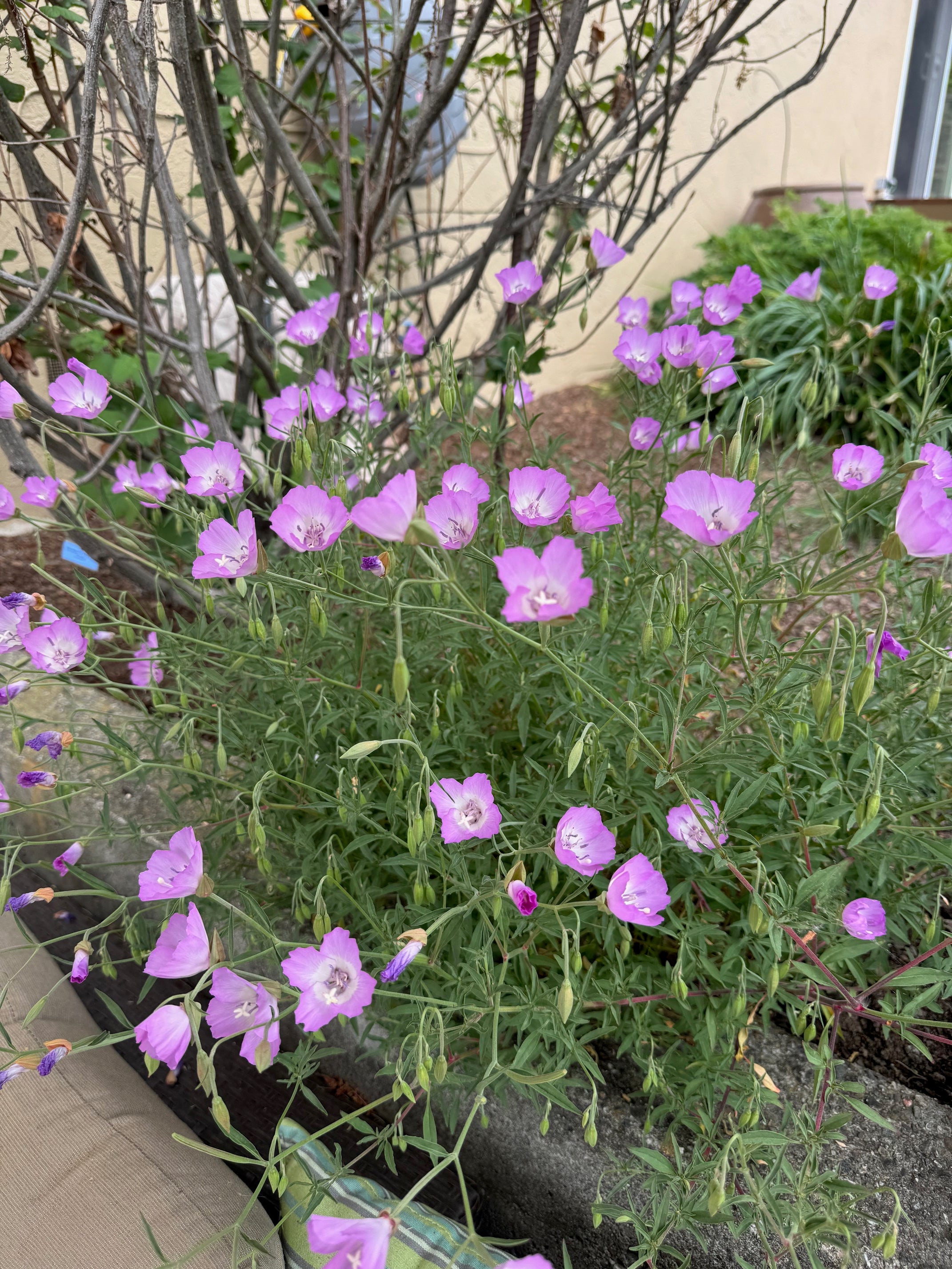 Punch Bowl Godetia | Clarkia bottae
