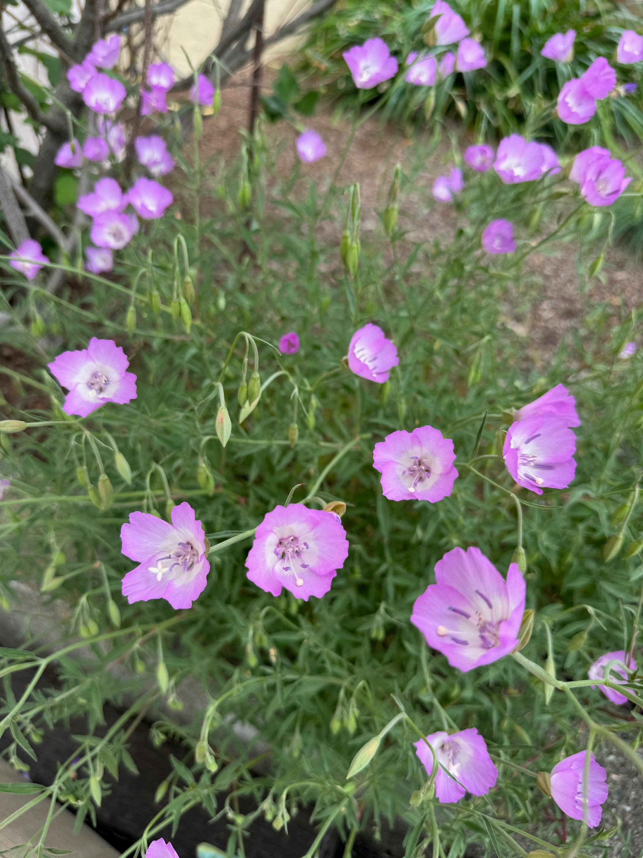 Punch Bowl Godetia | Clarkia bottae