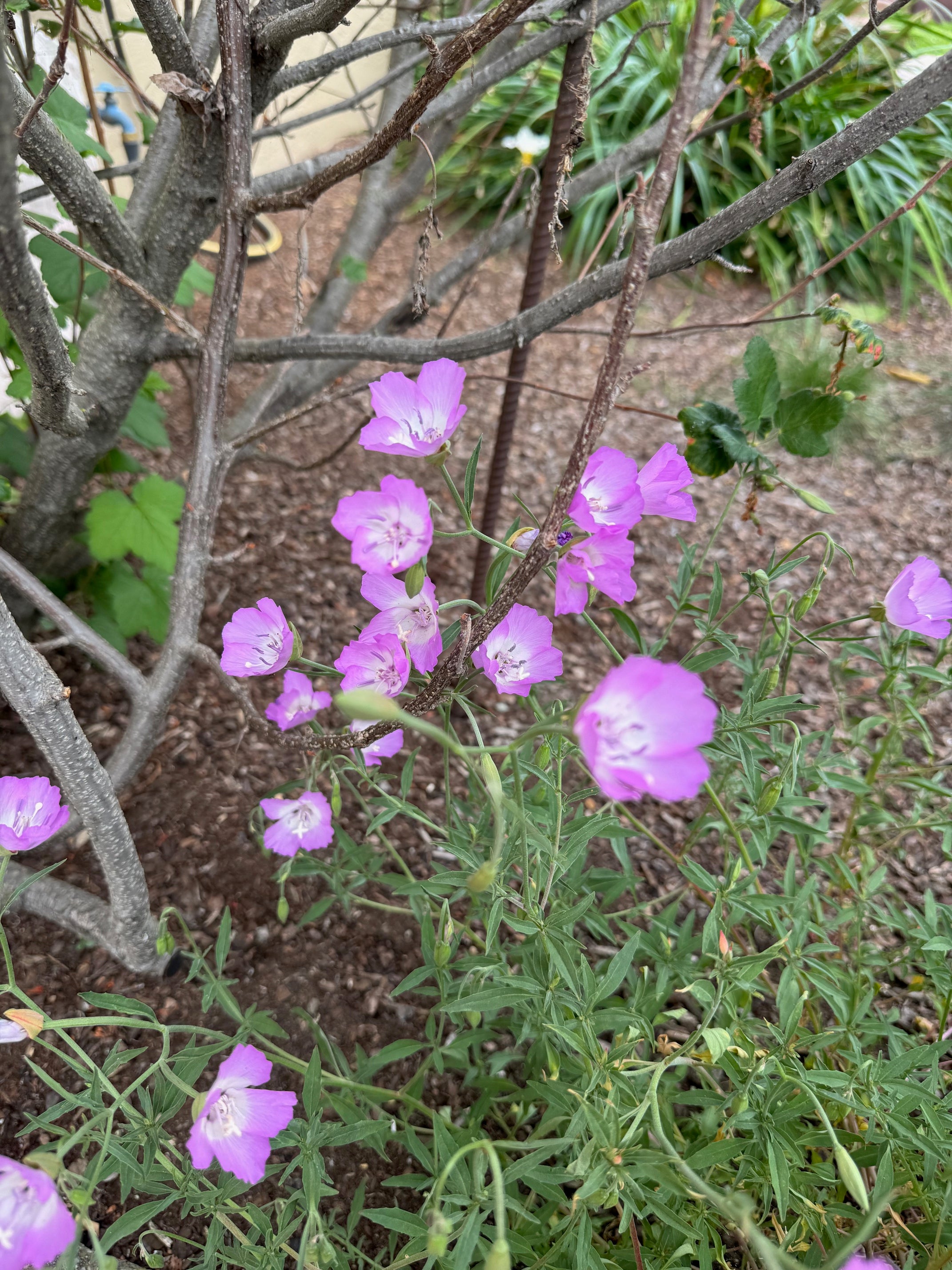 Punch Bowl Godetia | Clarkia bottae