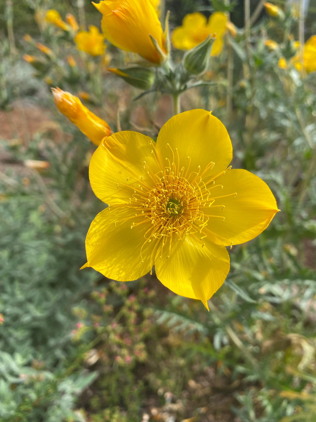 Blazing Star | Mentzelia Lindleyi Seeds