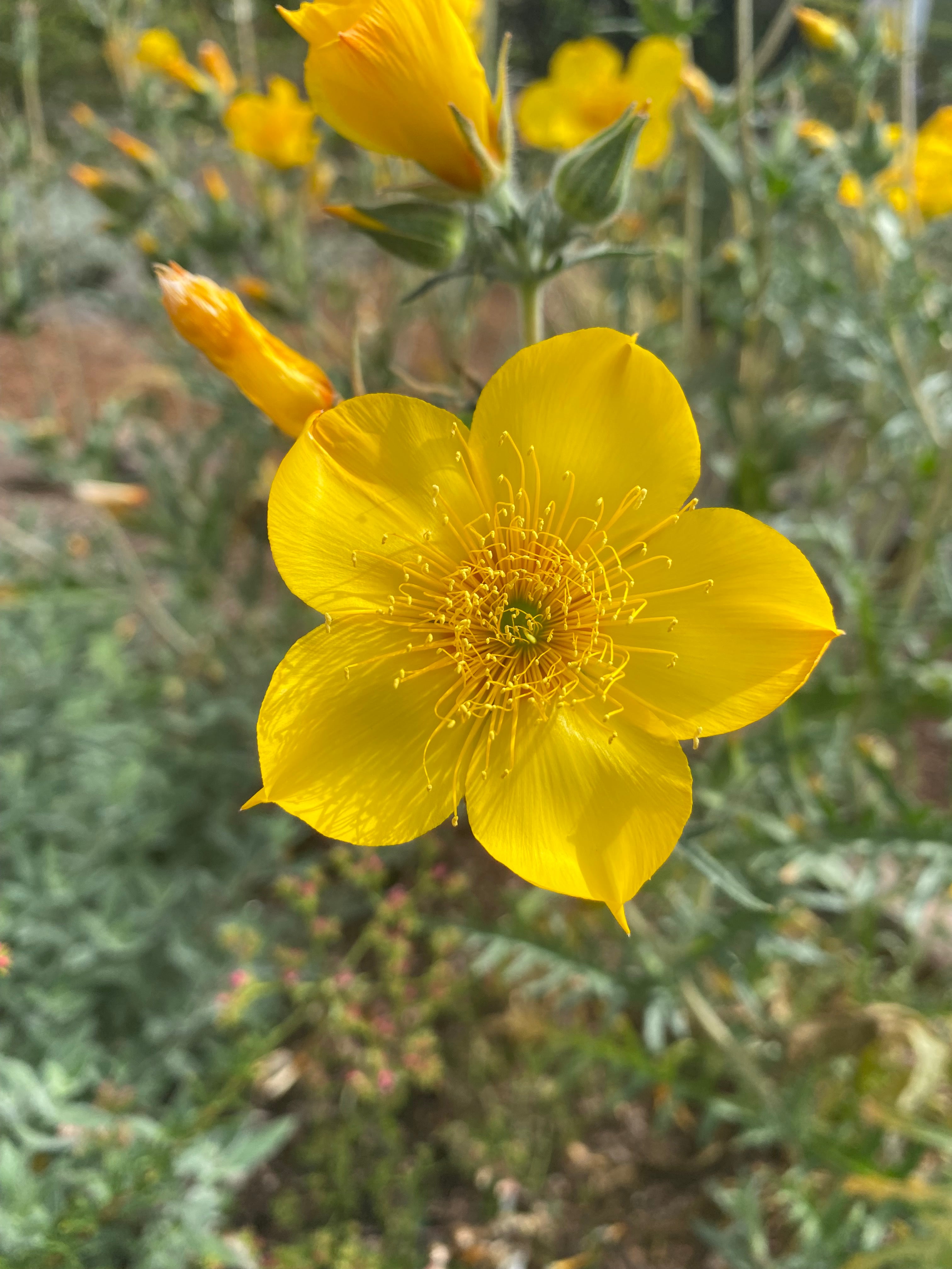 Blazing Star | Mentzelia Lindleyi Seeds