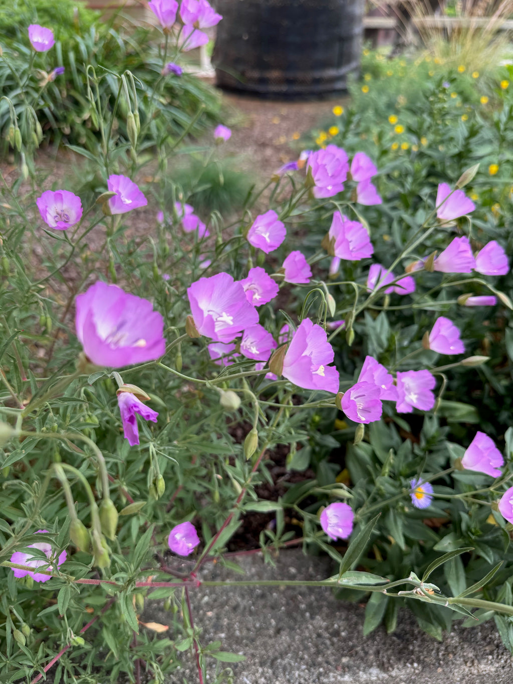 Punch Bowl Godetia | Clarkia bottae