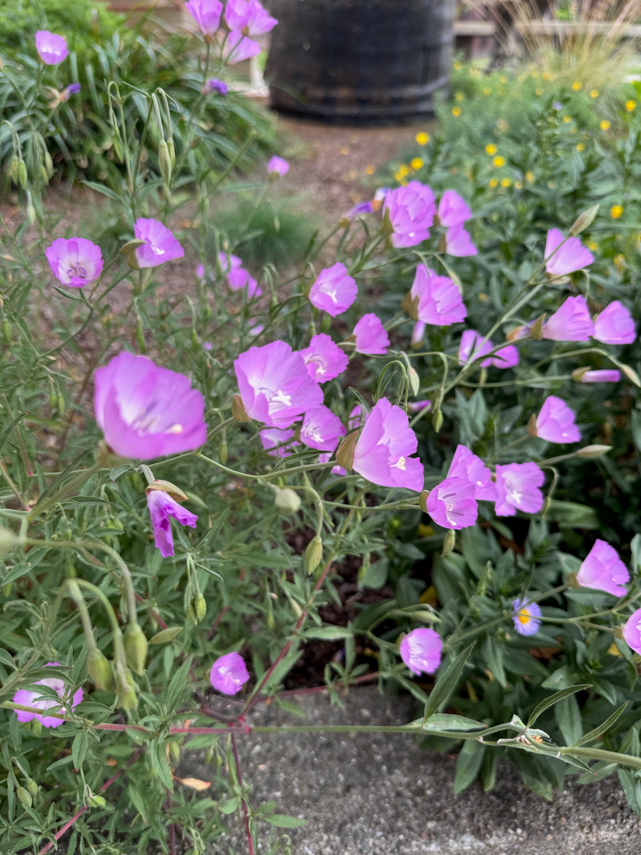Punch Bowl Godetia | Clarkia bottae