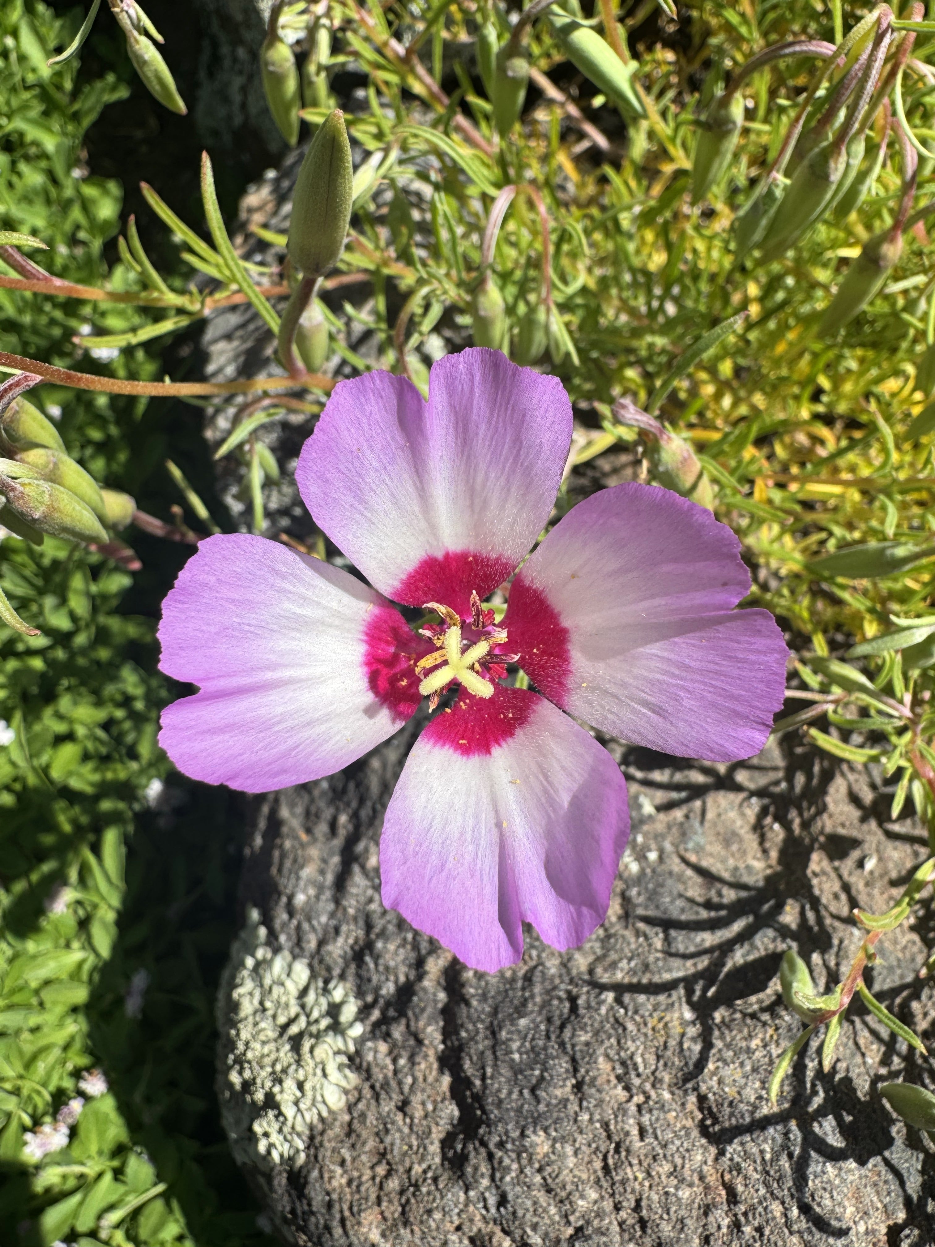 Tracy's Clarkia | Clarkia gracillis ssp. tracyi seeds
