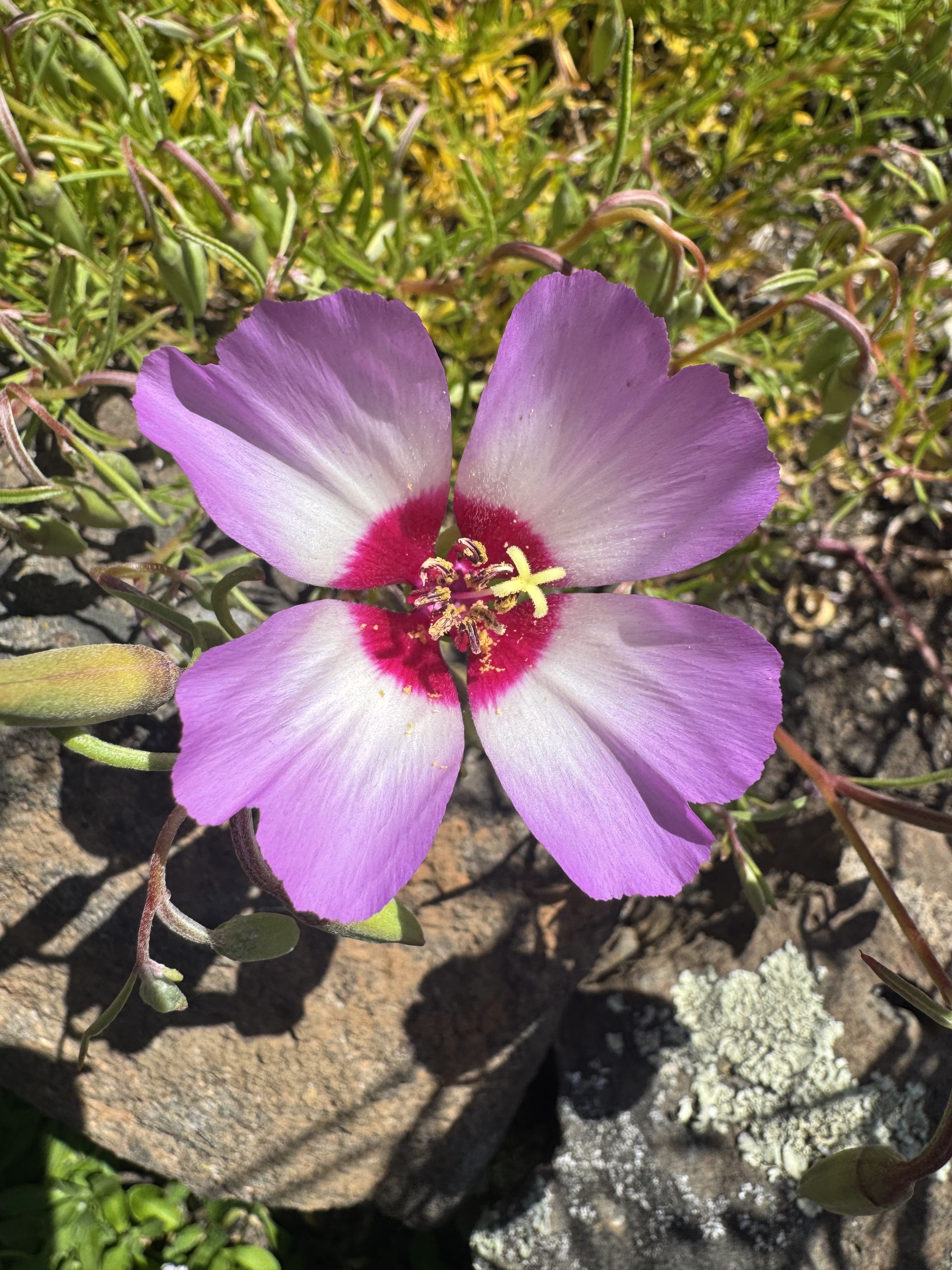 Tracy's Clarkia | Clarkia gracillis ssp. tracyi seeds