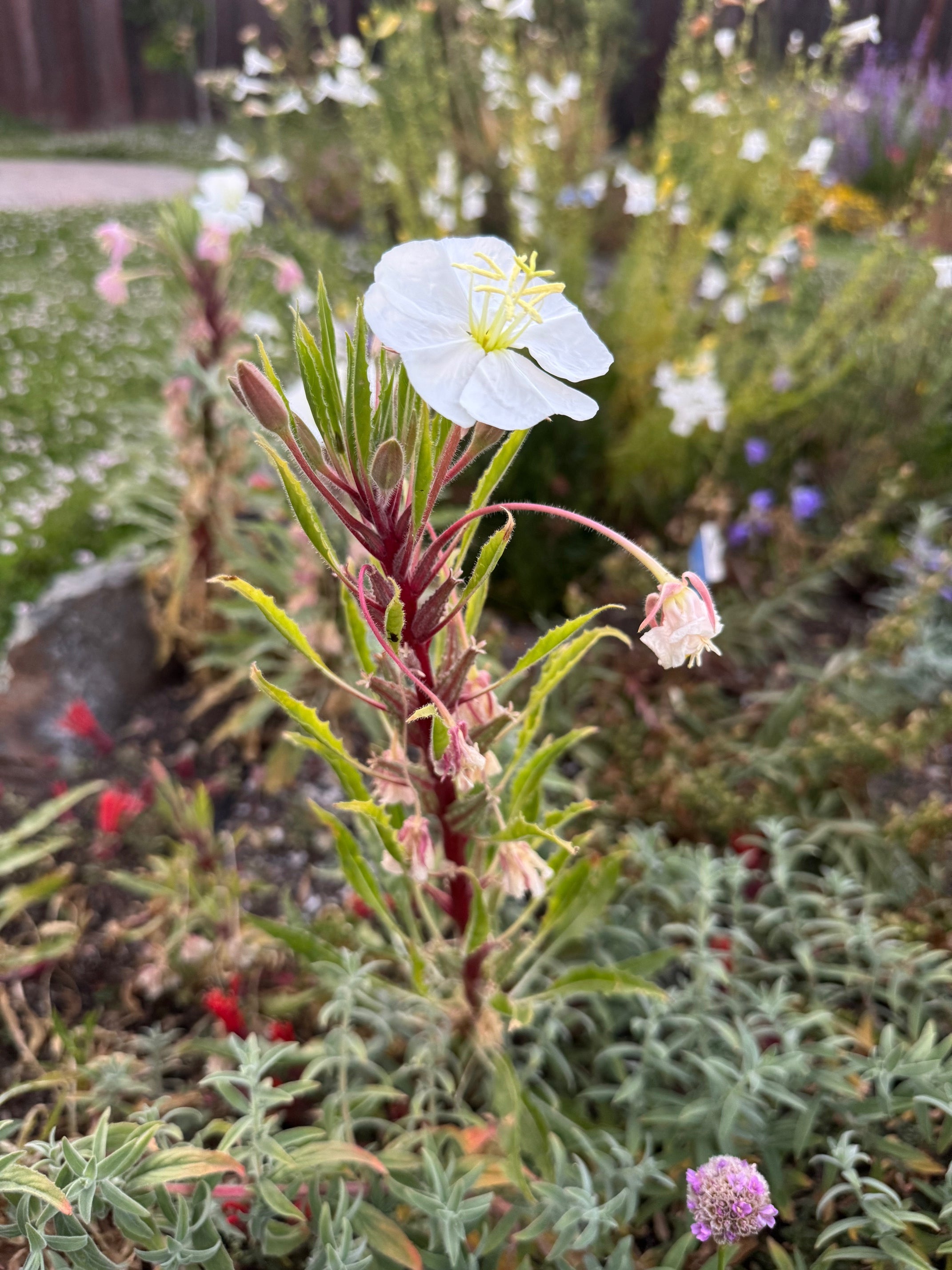 Fragrant Evening Primrose | Oenothera cespitosa seeds