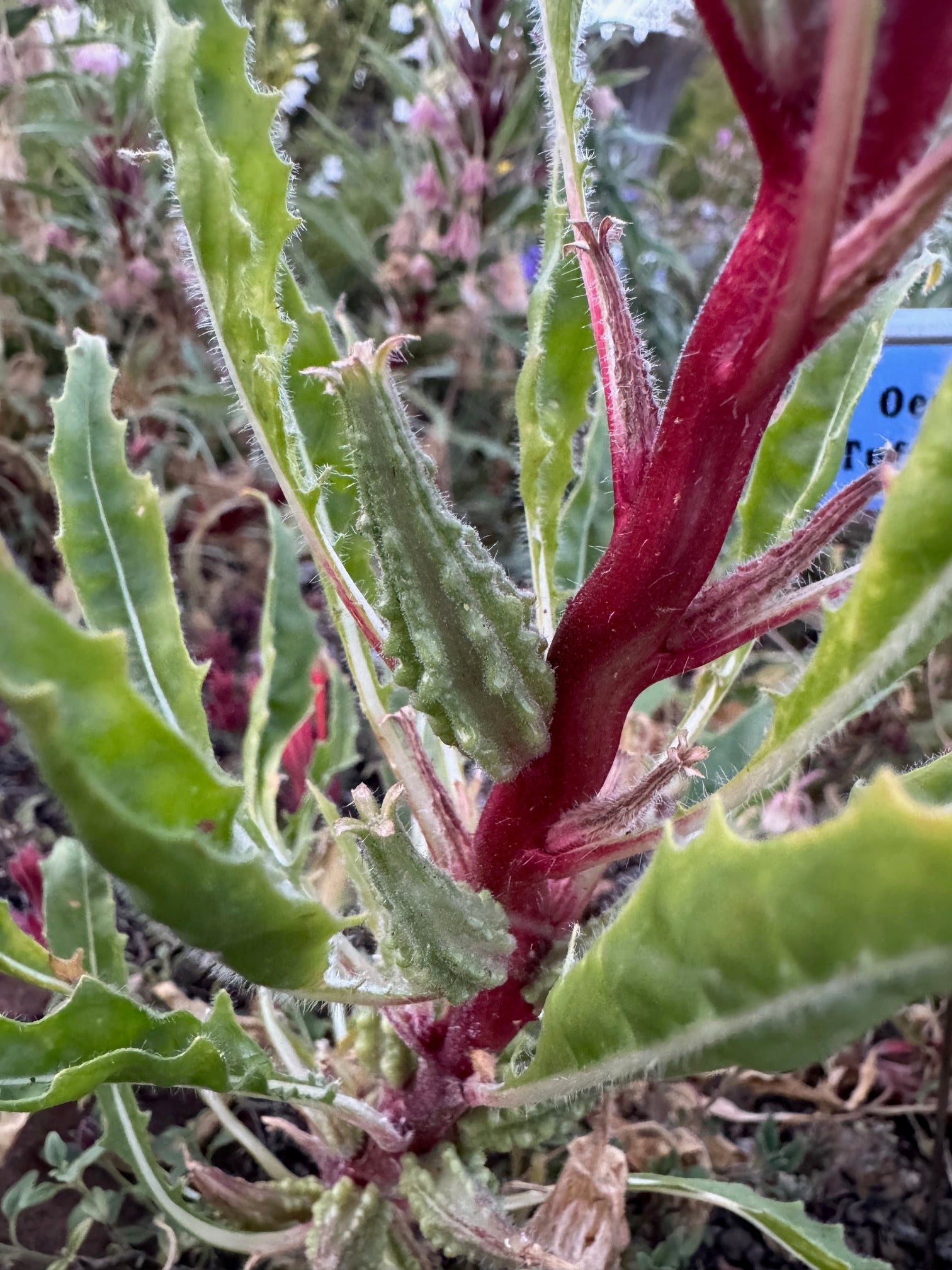 Fragrant Evening Primrose | Oenothera cespitosa seeds